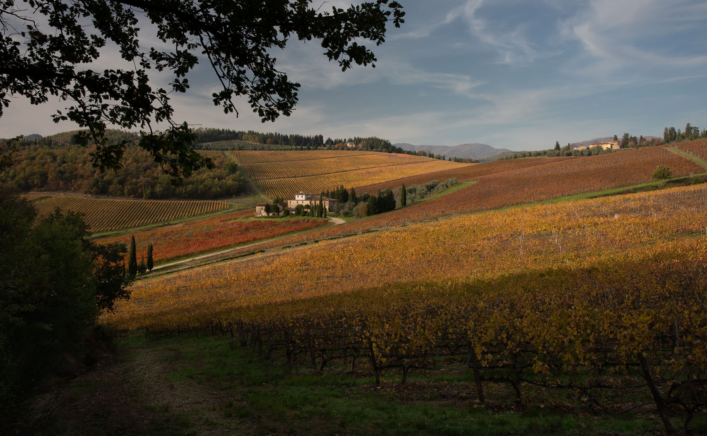Frescobaldi vineyards in Le Sieci (Florence) ...