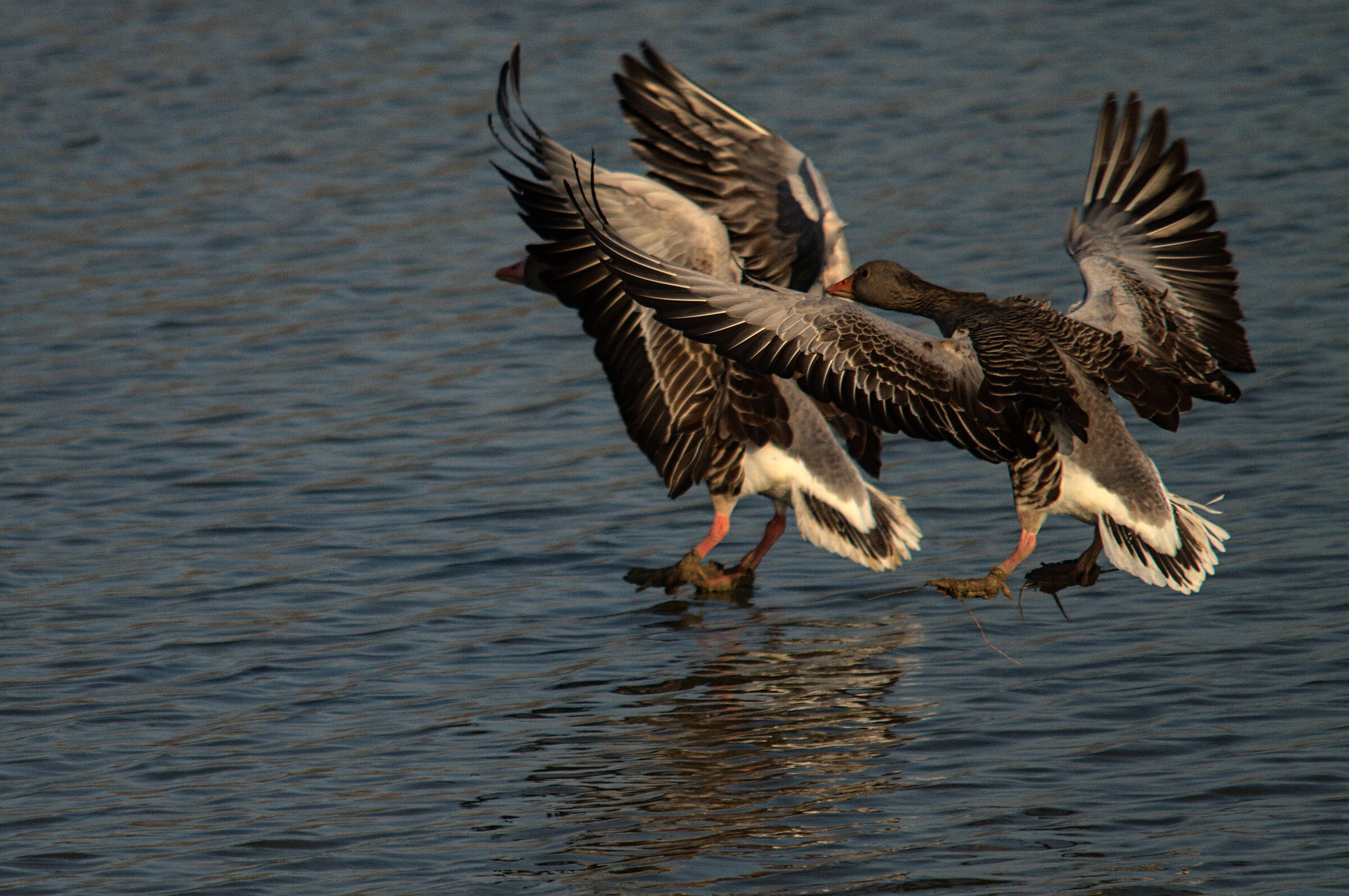 at 10 o'00 come geese 2...