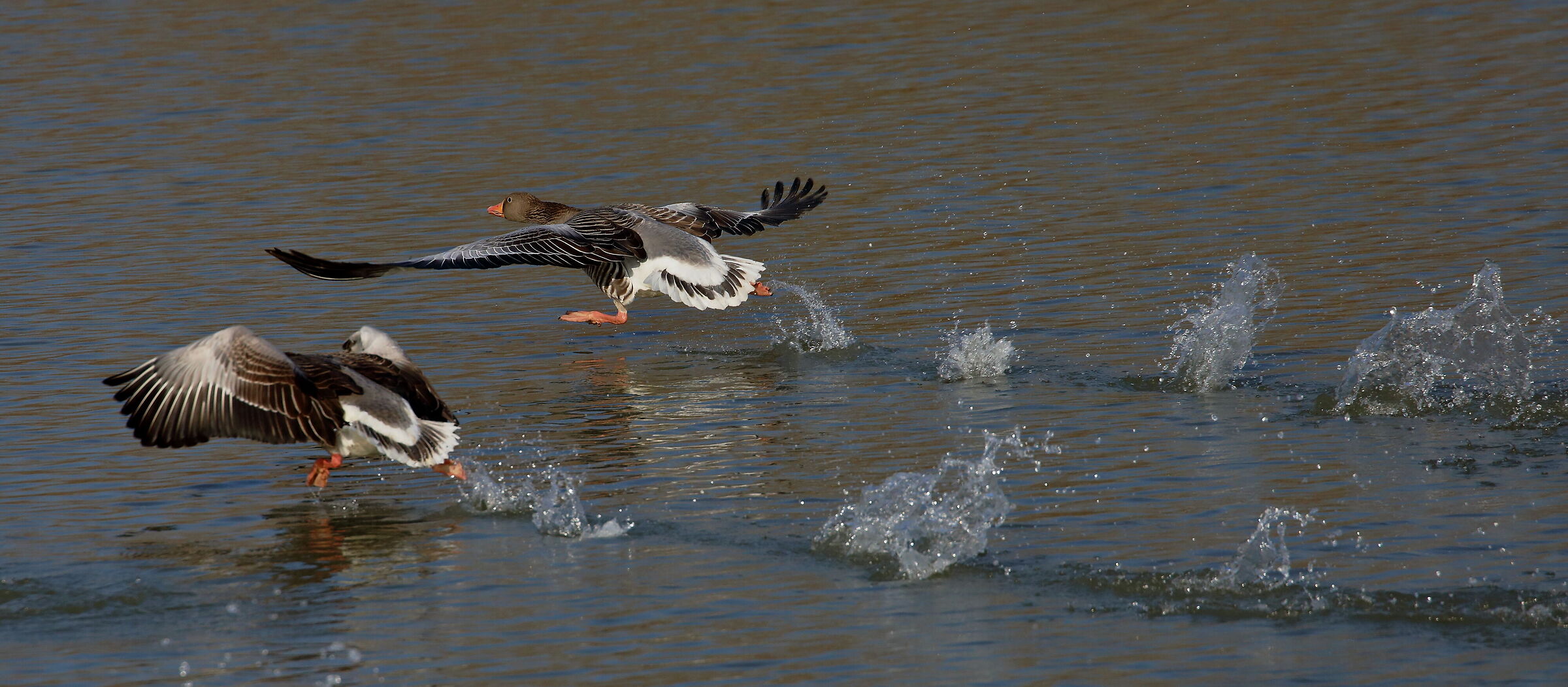 Geese on takeoff...