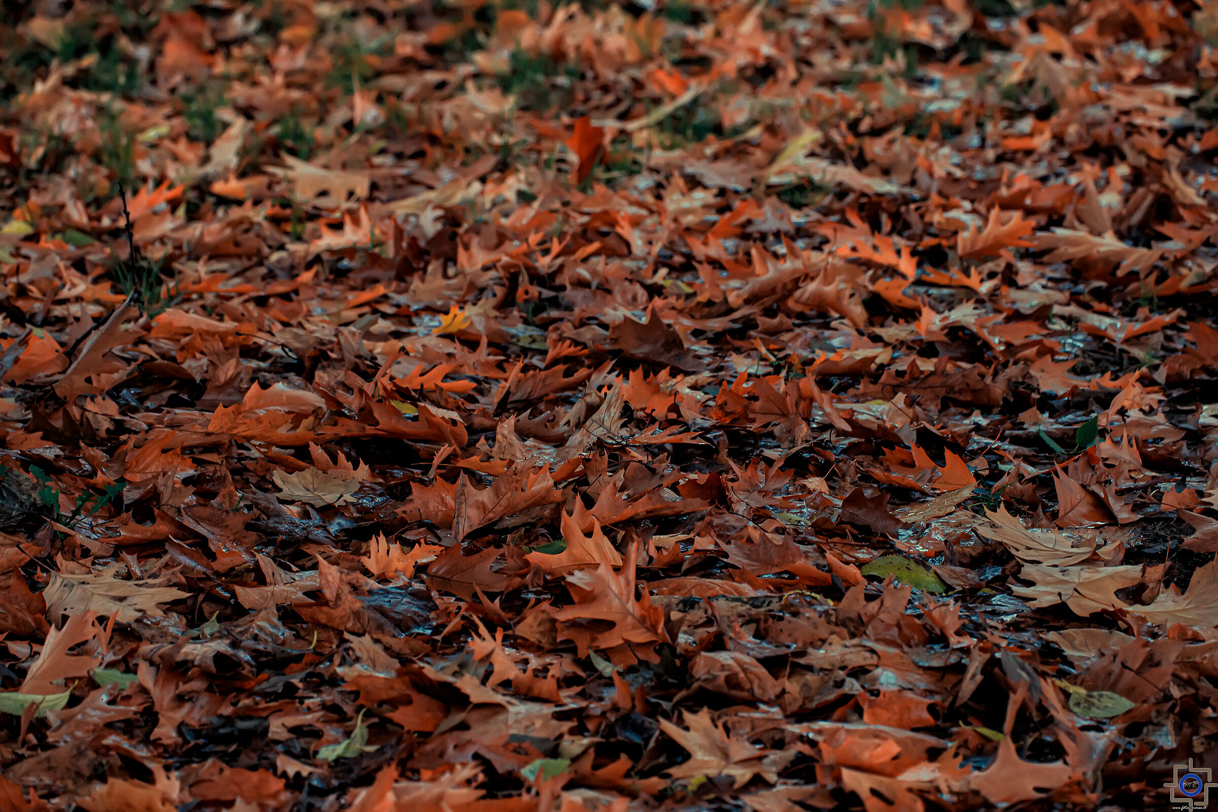 A carpet of leaves...