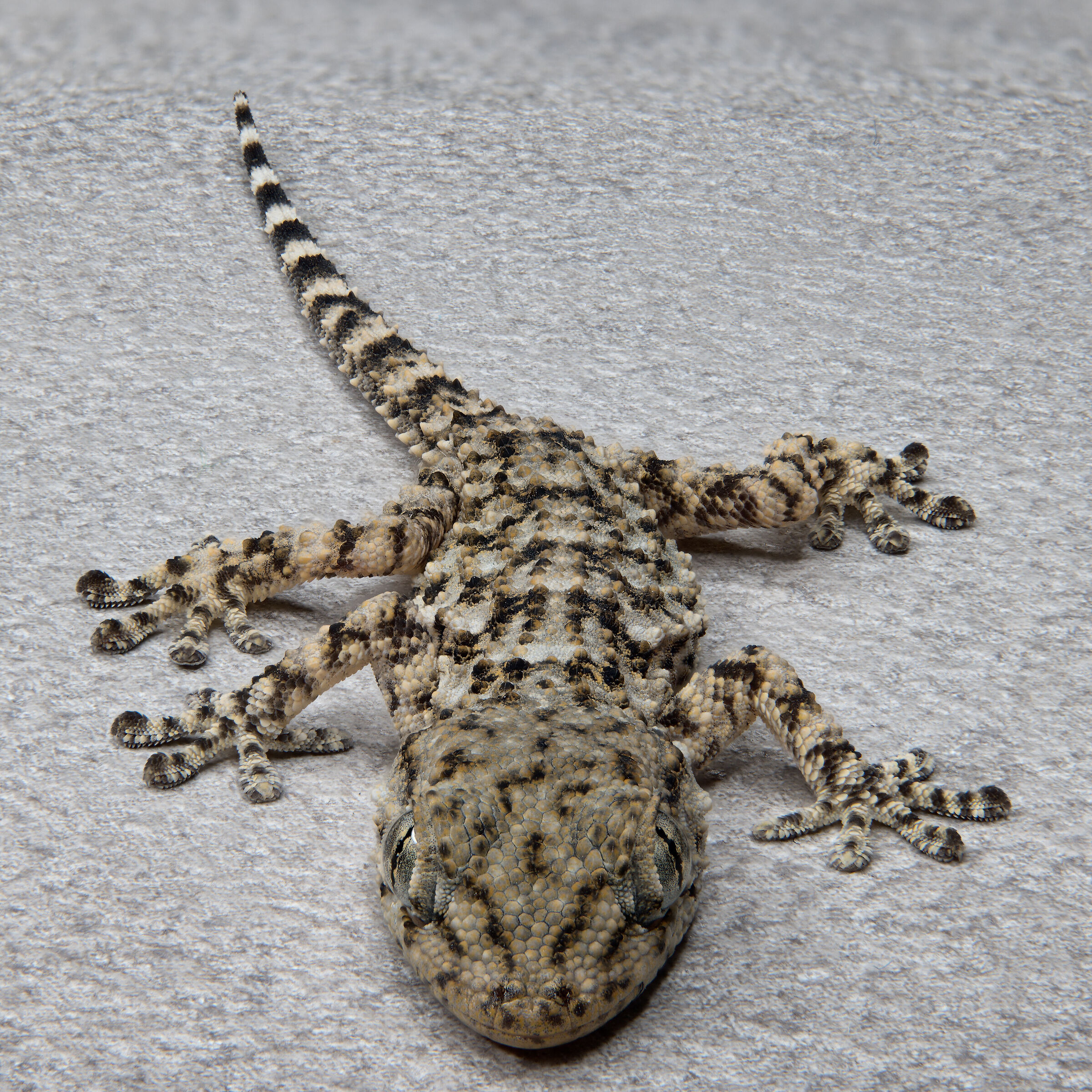 Mauritanic Tarentola (Gecko)...