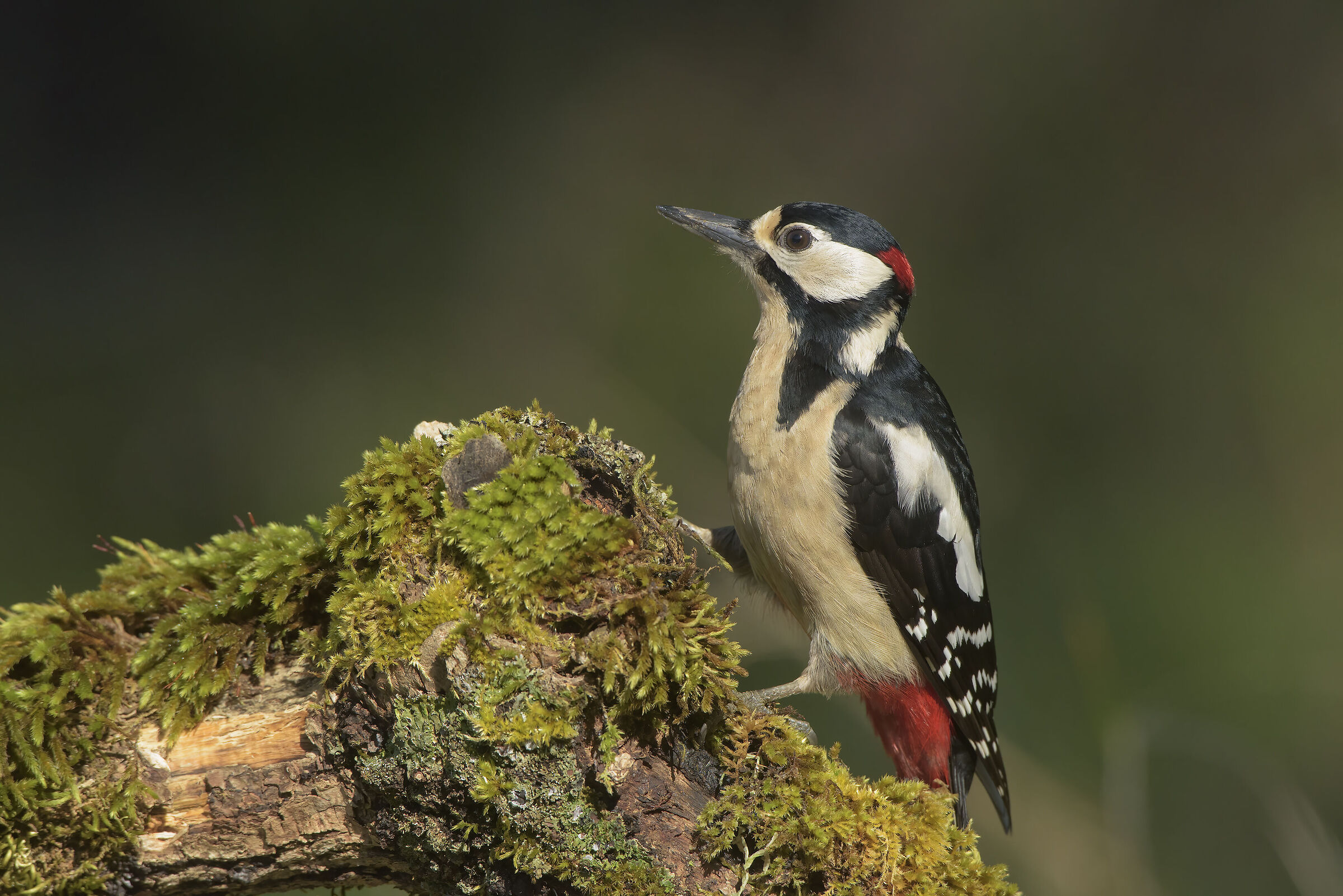 male of sardinian greater red woodpecker...