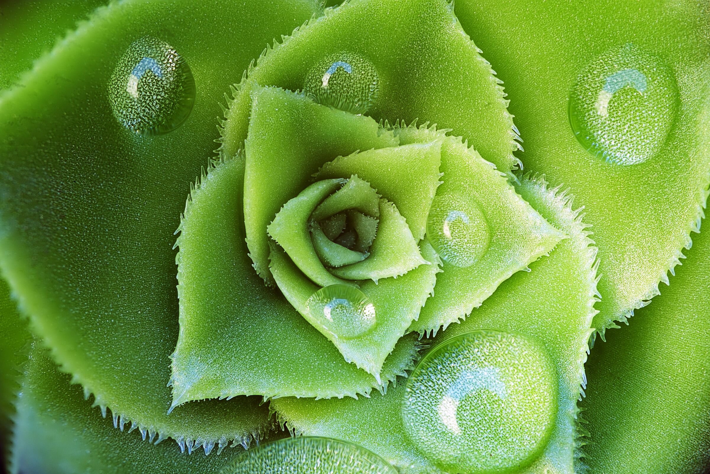 THE DETAIL OF A FLOWER...