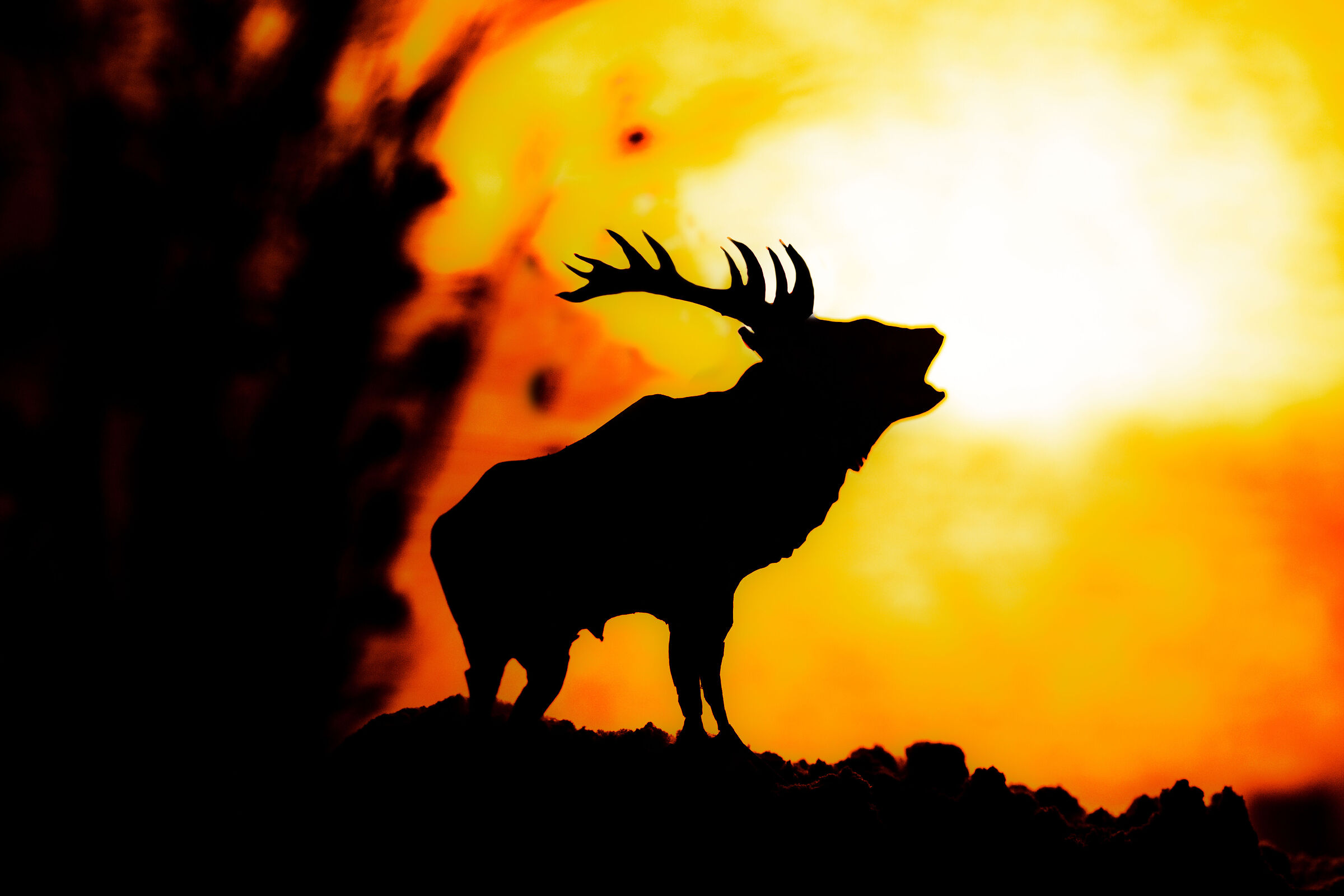 Deer at Sunset...