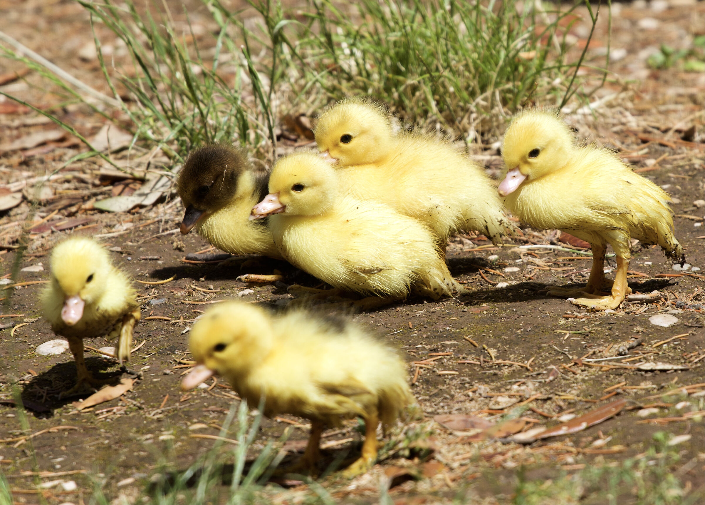 Group of ducklings...