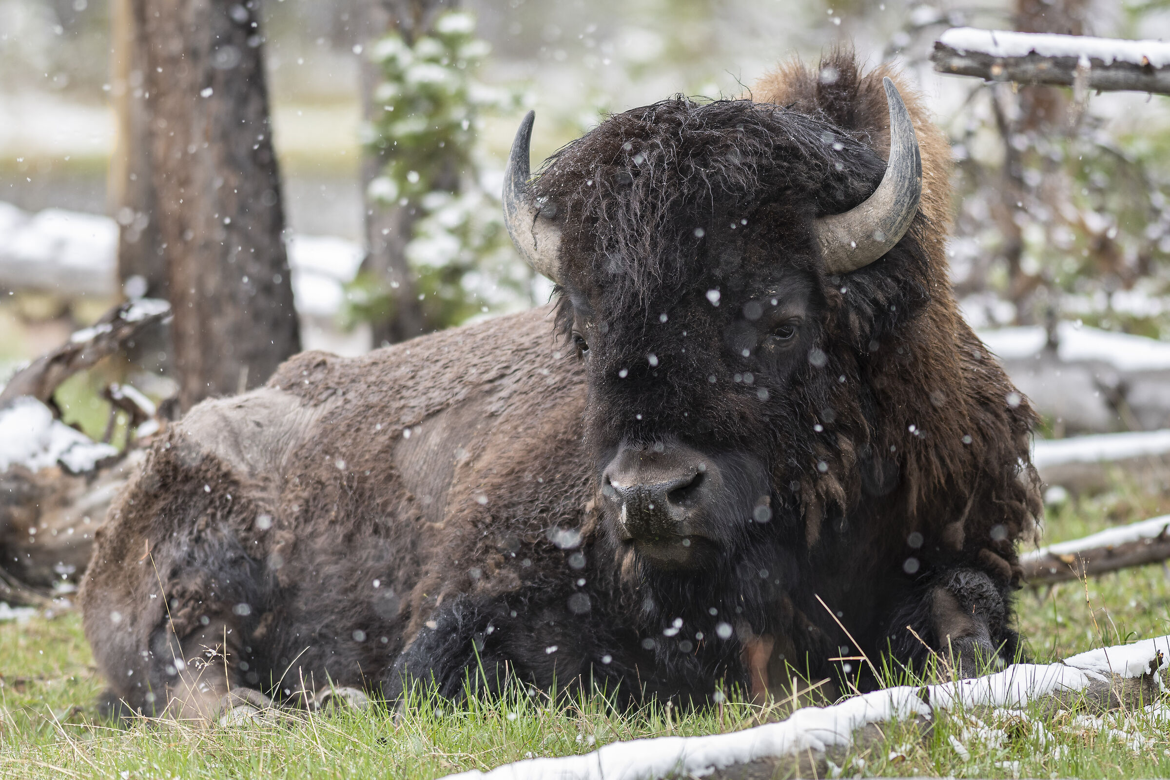 bison bison...