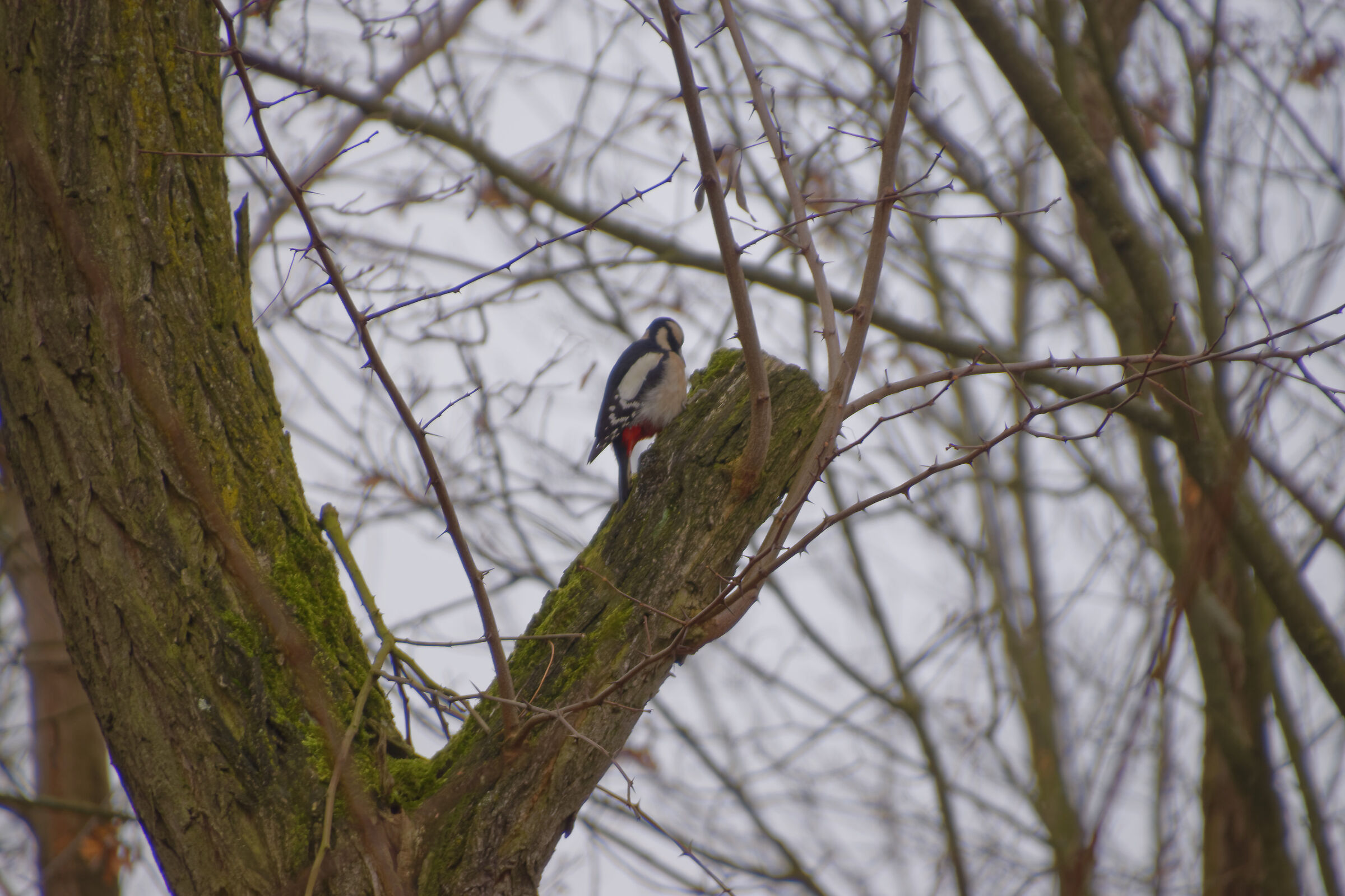 The woodpecker?...