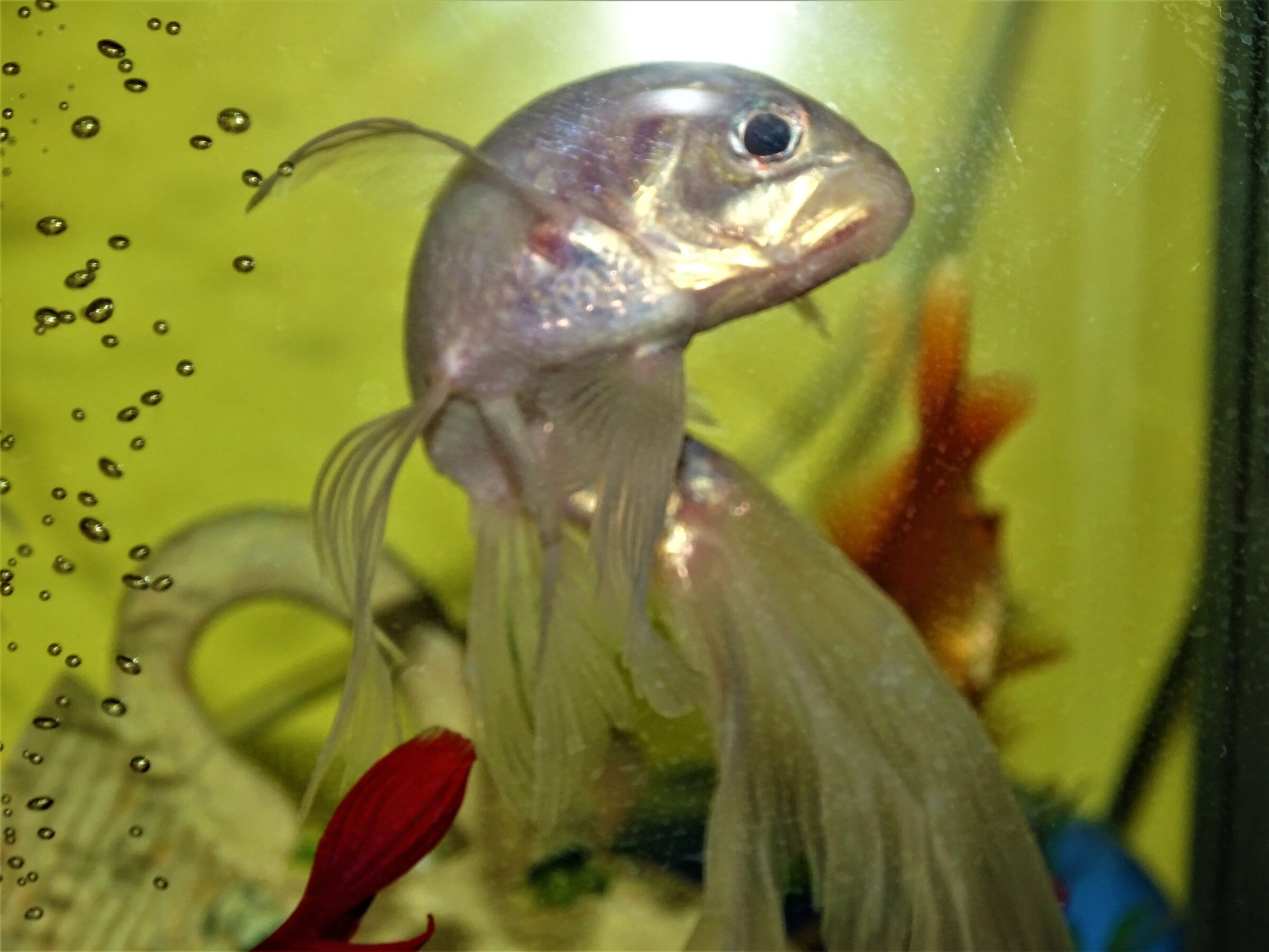 albino fish.....