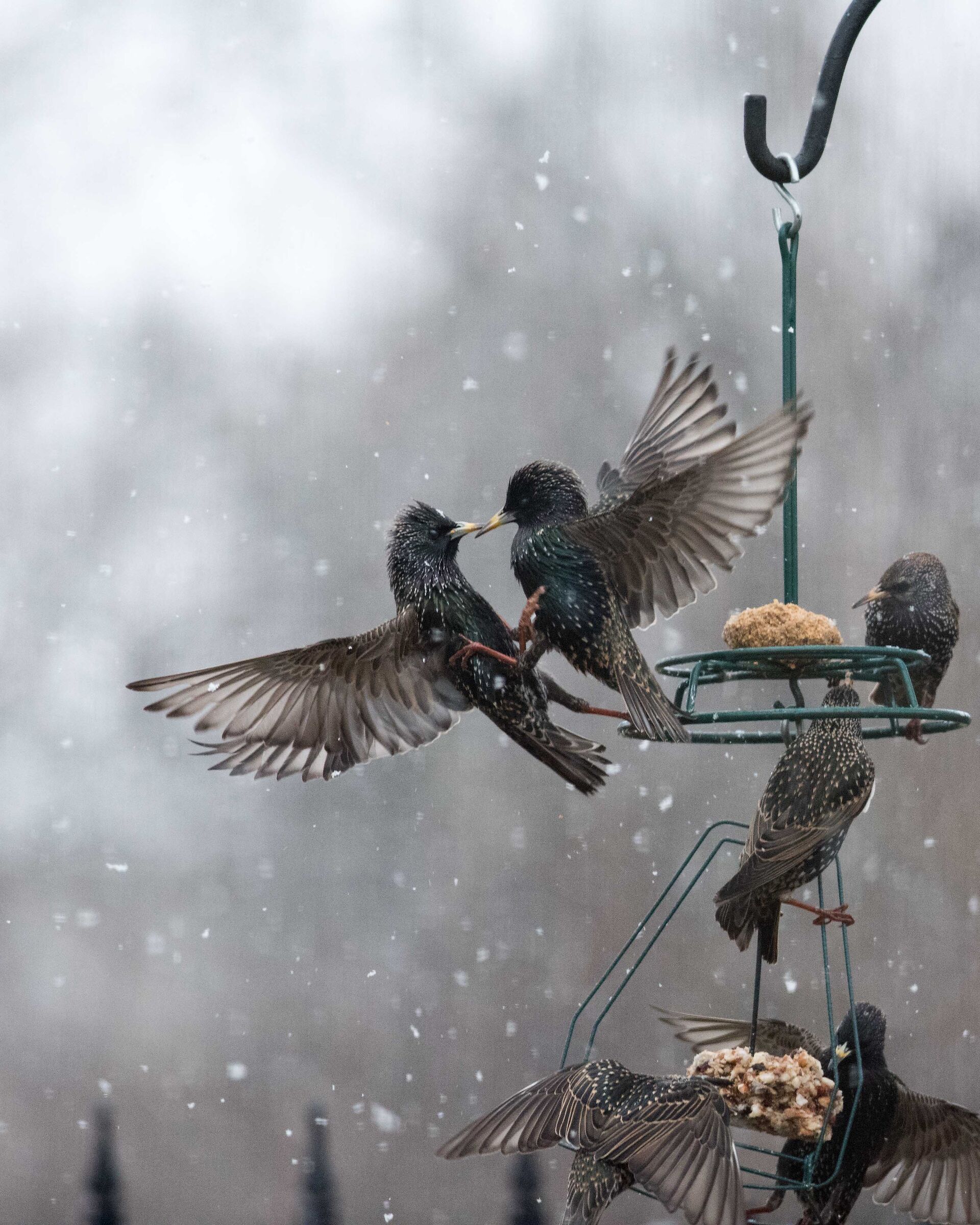 Starlings first snow flurries of 2021...