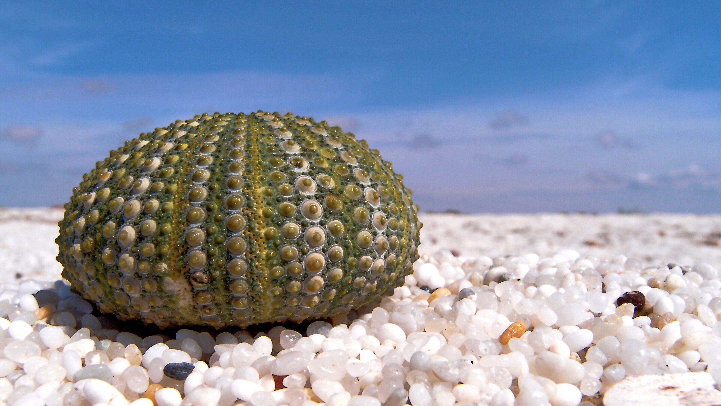 Hedgehog shell on beach of quartz grains...