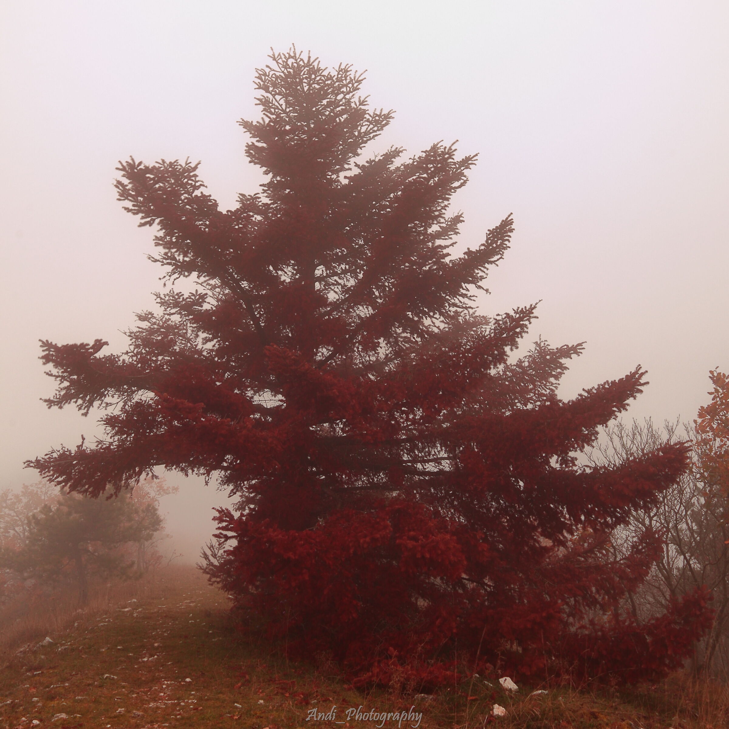 Albero rosso e nebbia...