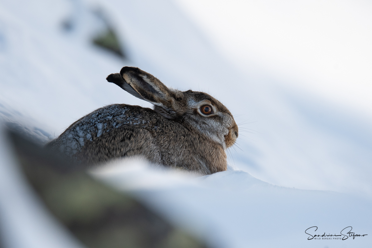 Common hare...