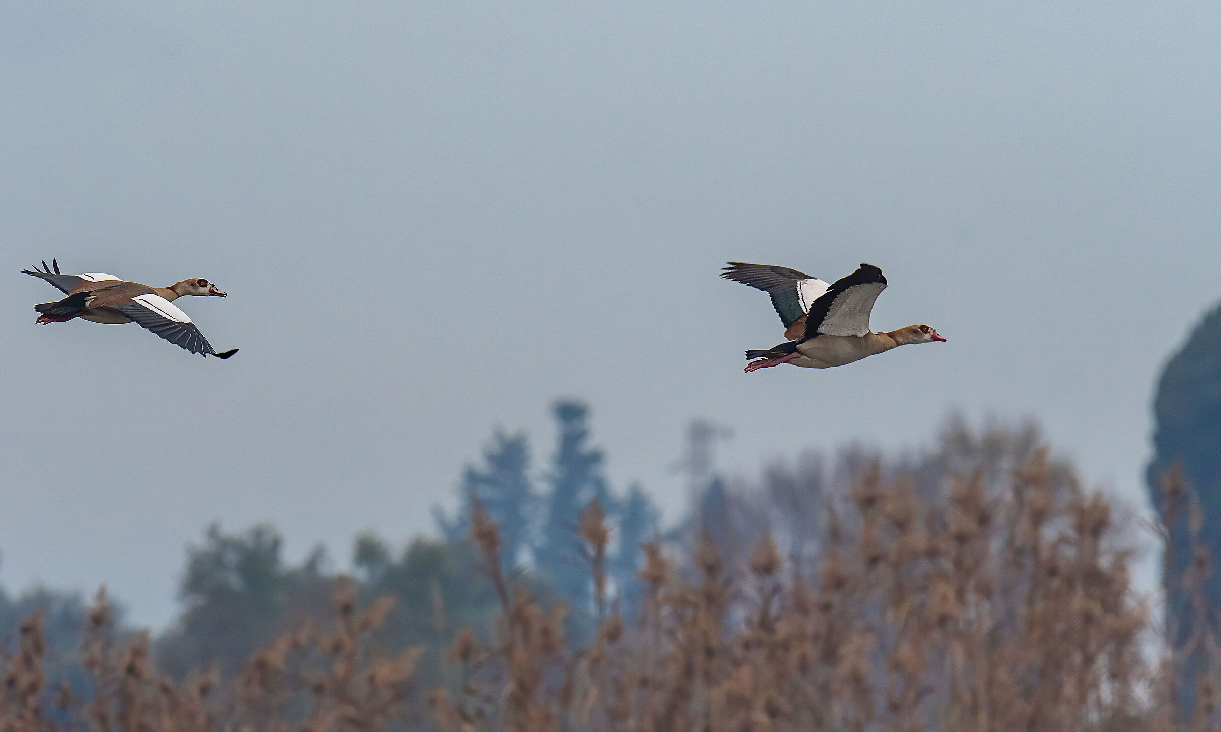 Egyptian goose...