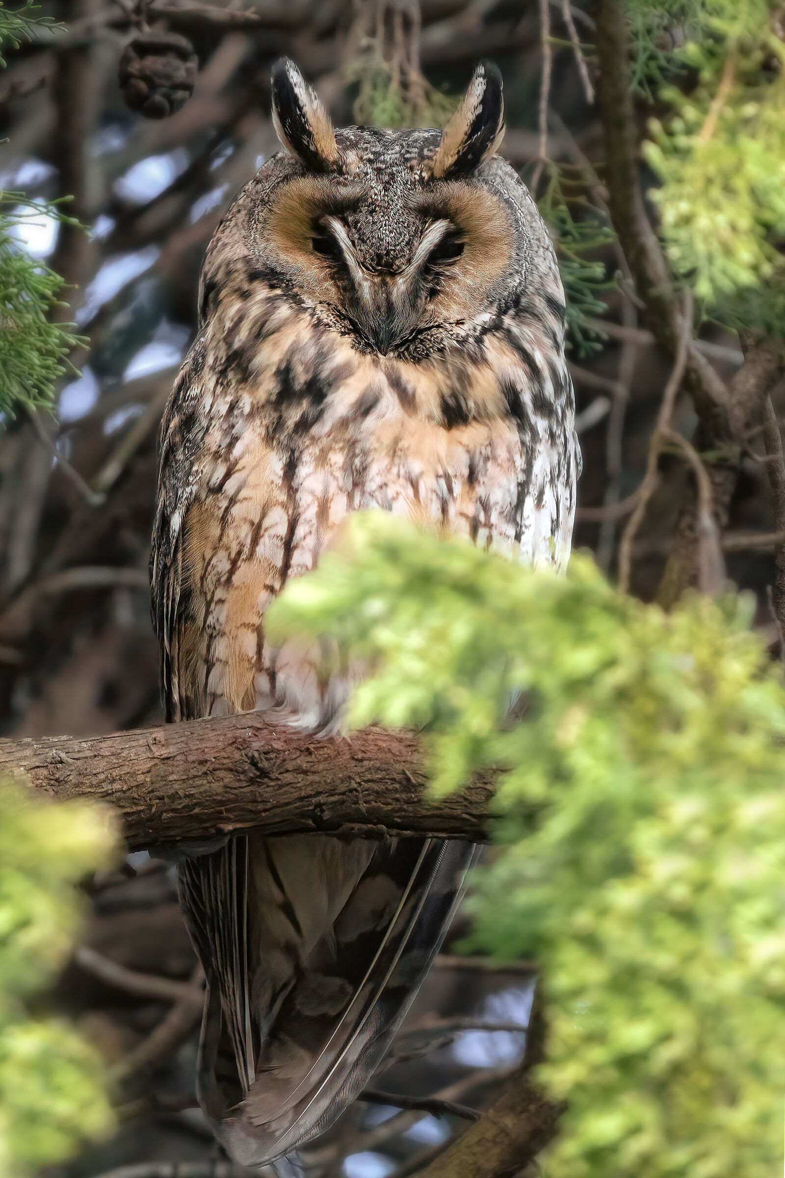 common owl...
