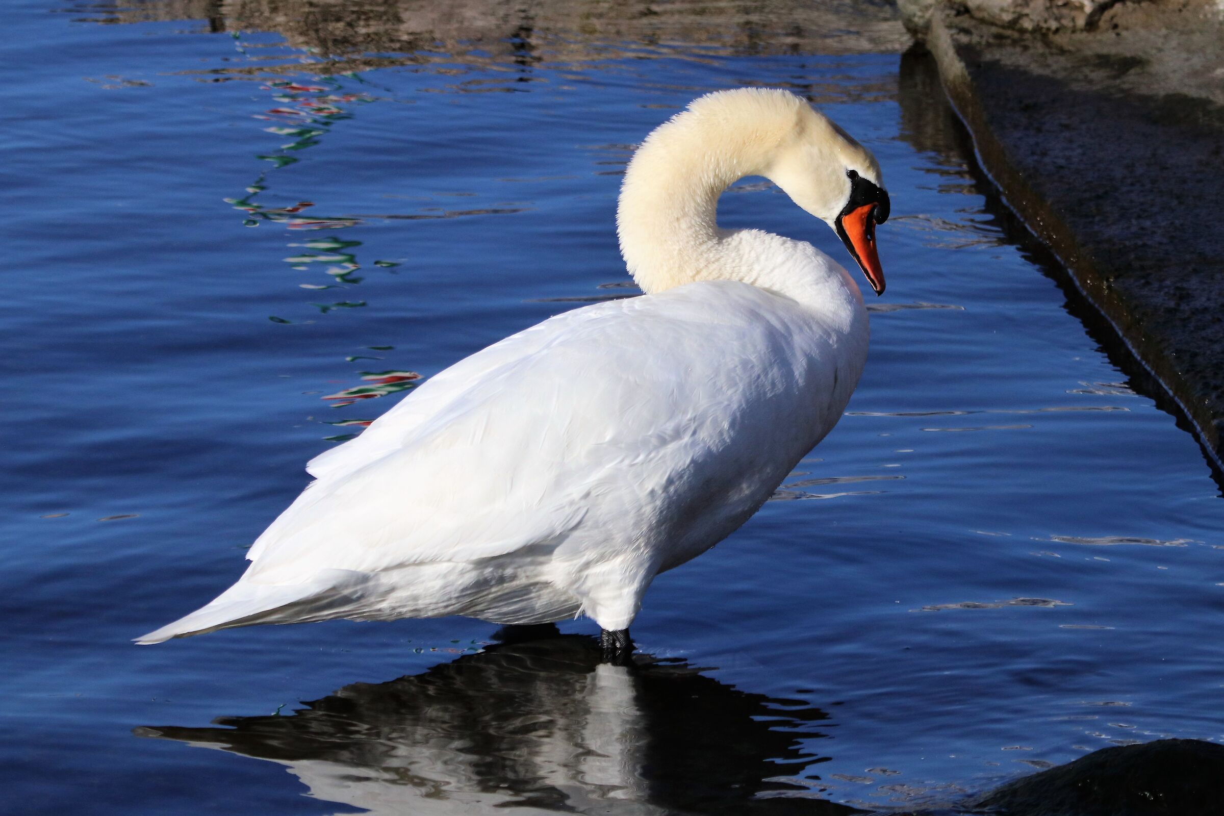 royal swan...