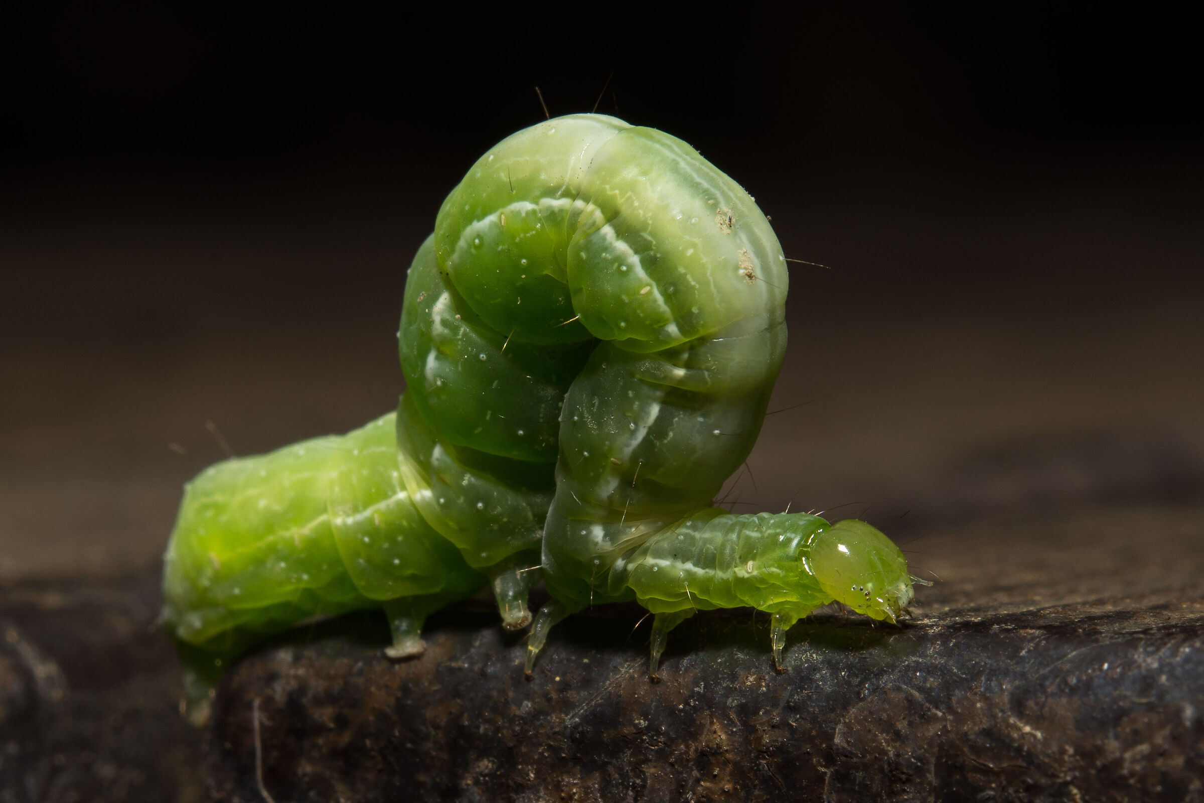 Walking green caterpillar...