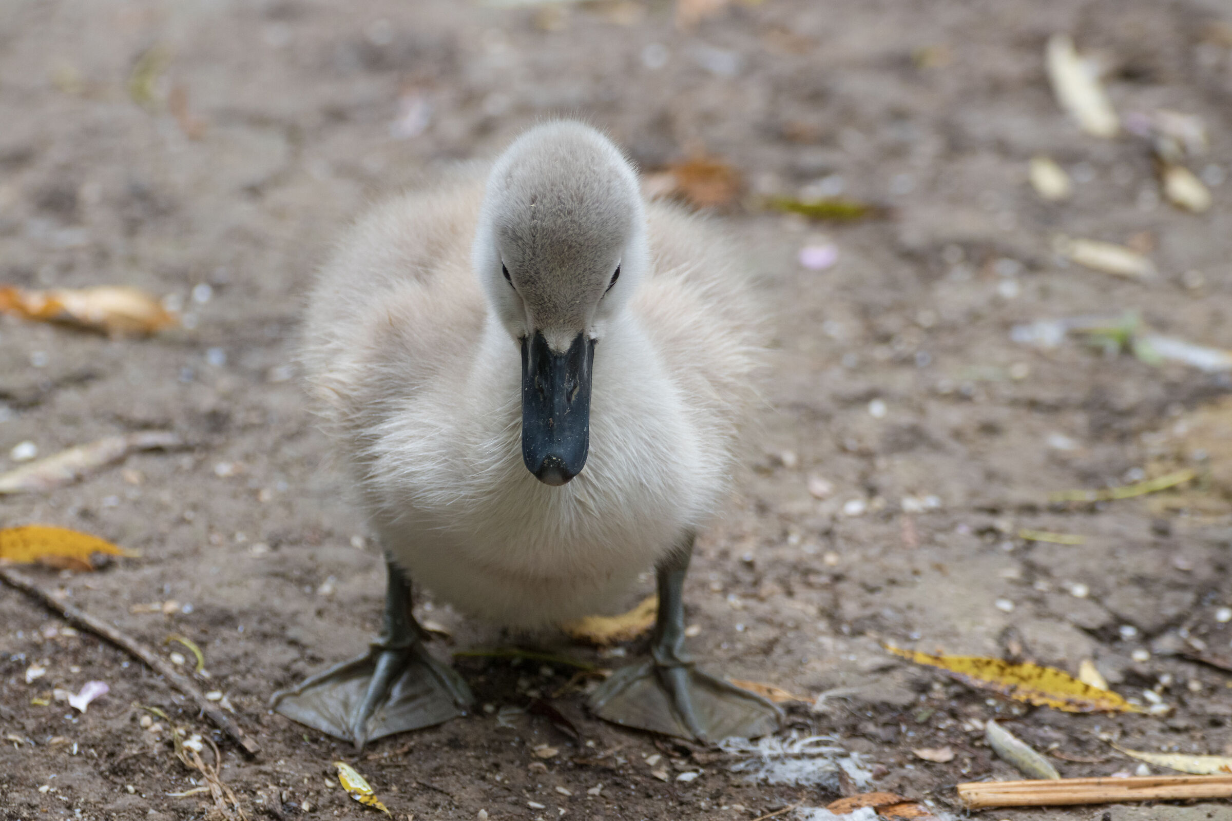 The Ugly Duckling...