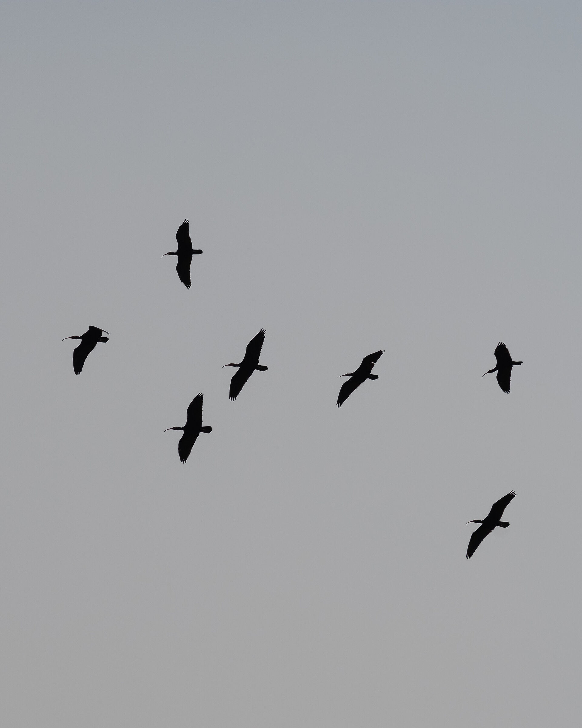 Ibis Eremita in migrazione, Laguna di Orbetello...
