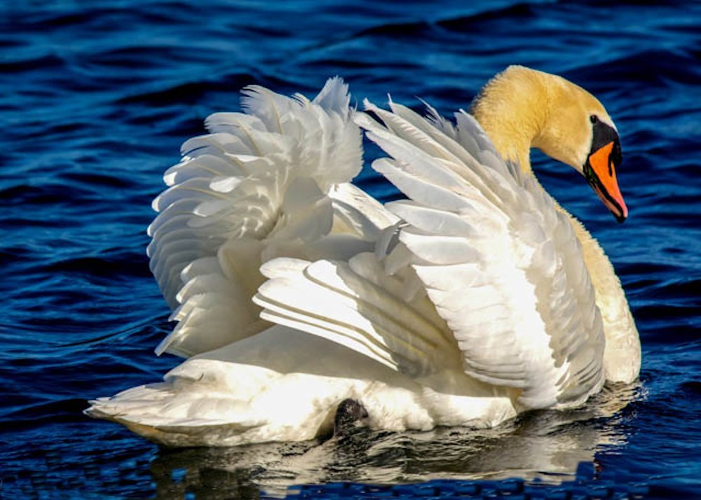 The Wonderful Swan Figure ...
