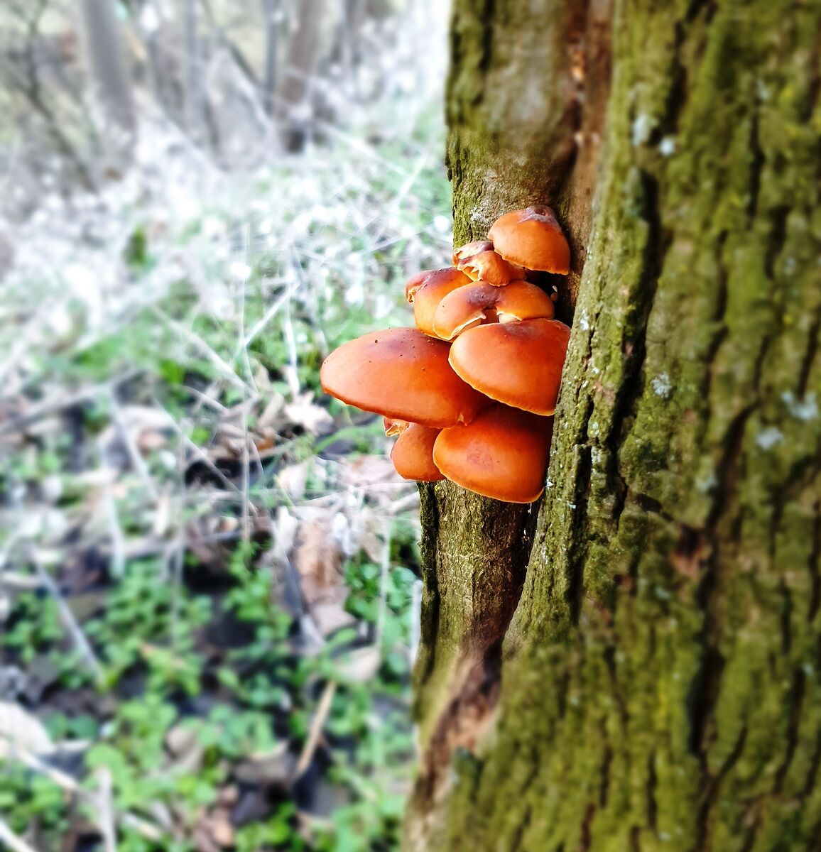 mushrooms 3...