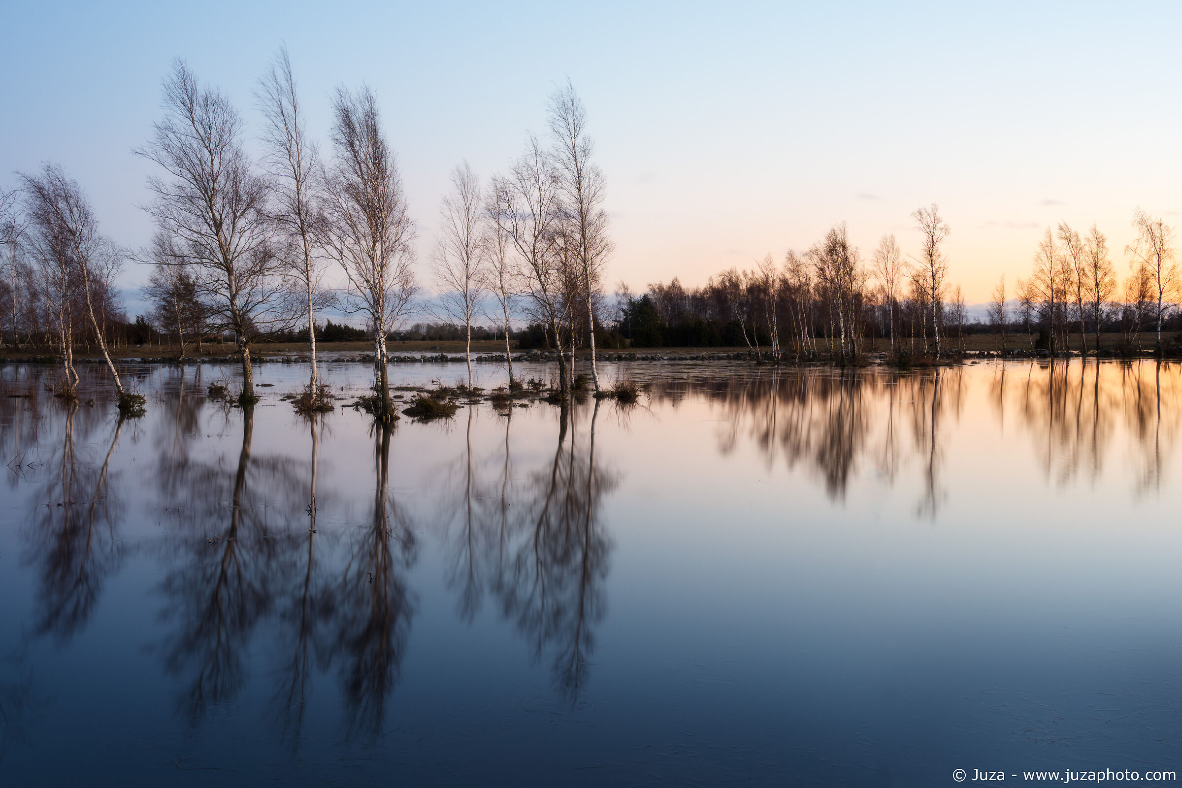 Bettule in flooded fields, Sweden...