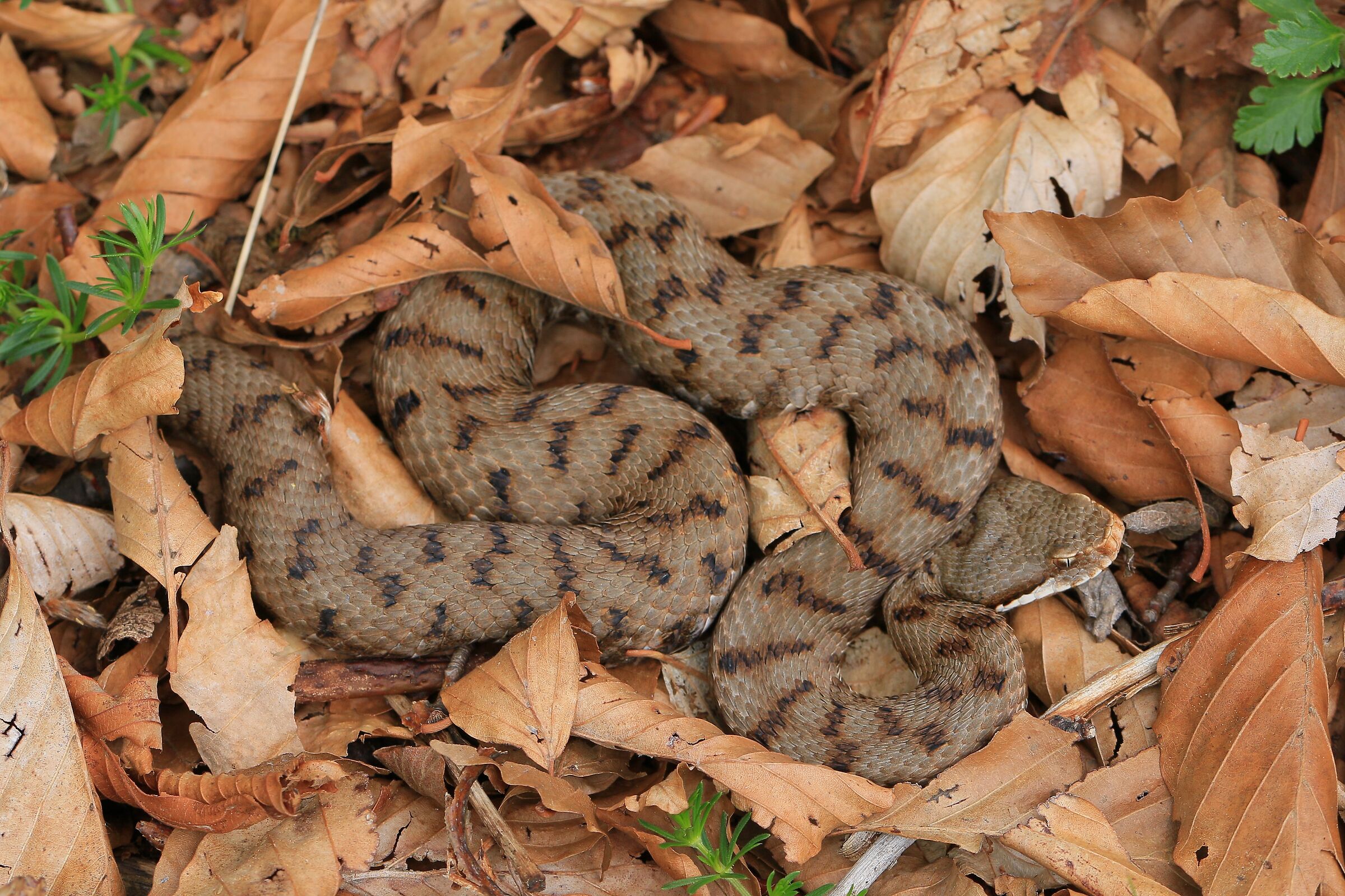 Vipera apsis francisciredi, female, 950m...