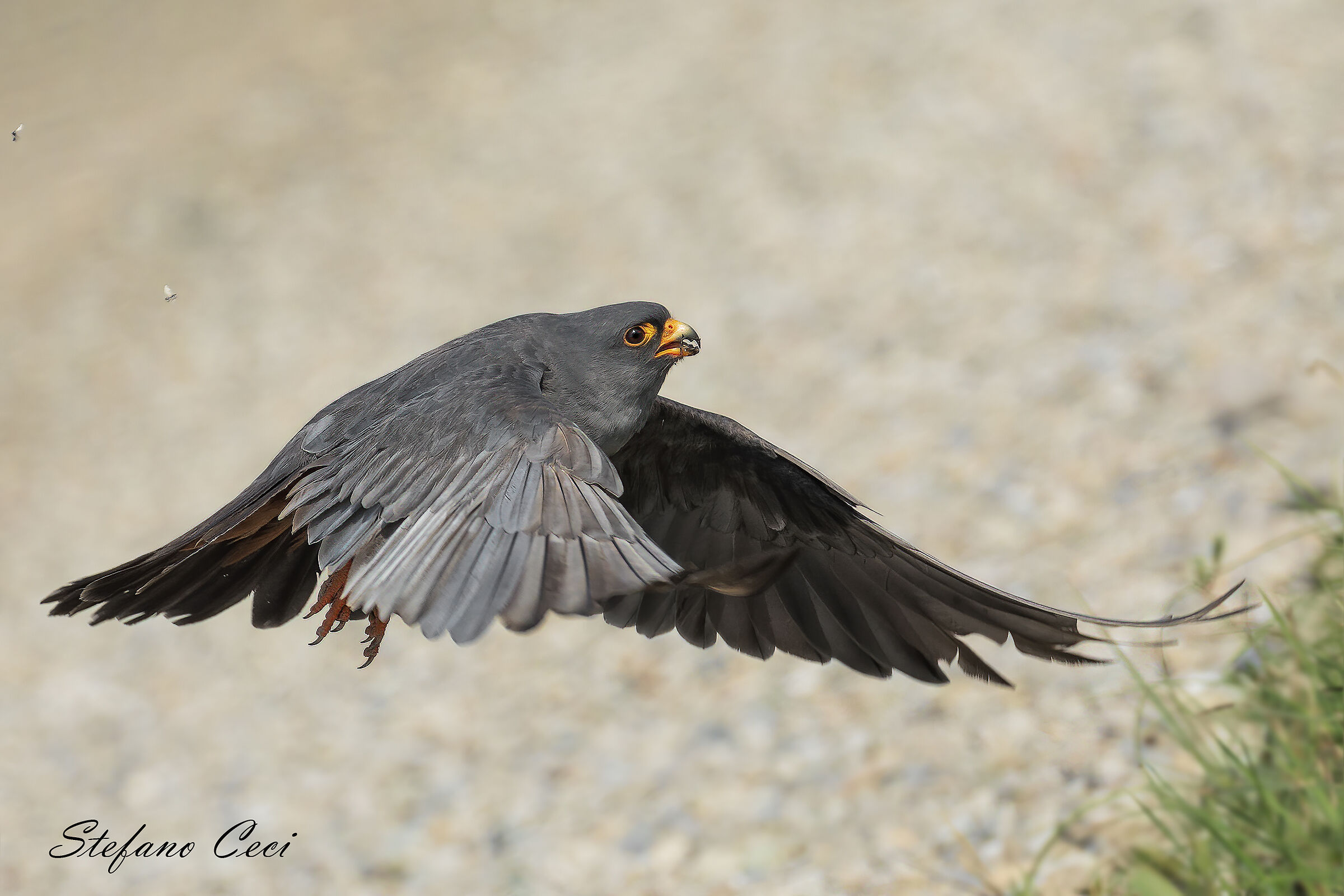 Falco Cuculo maschio...