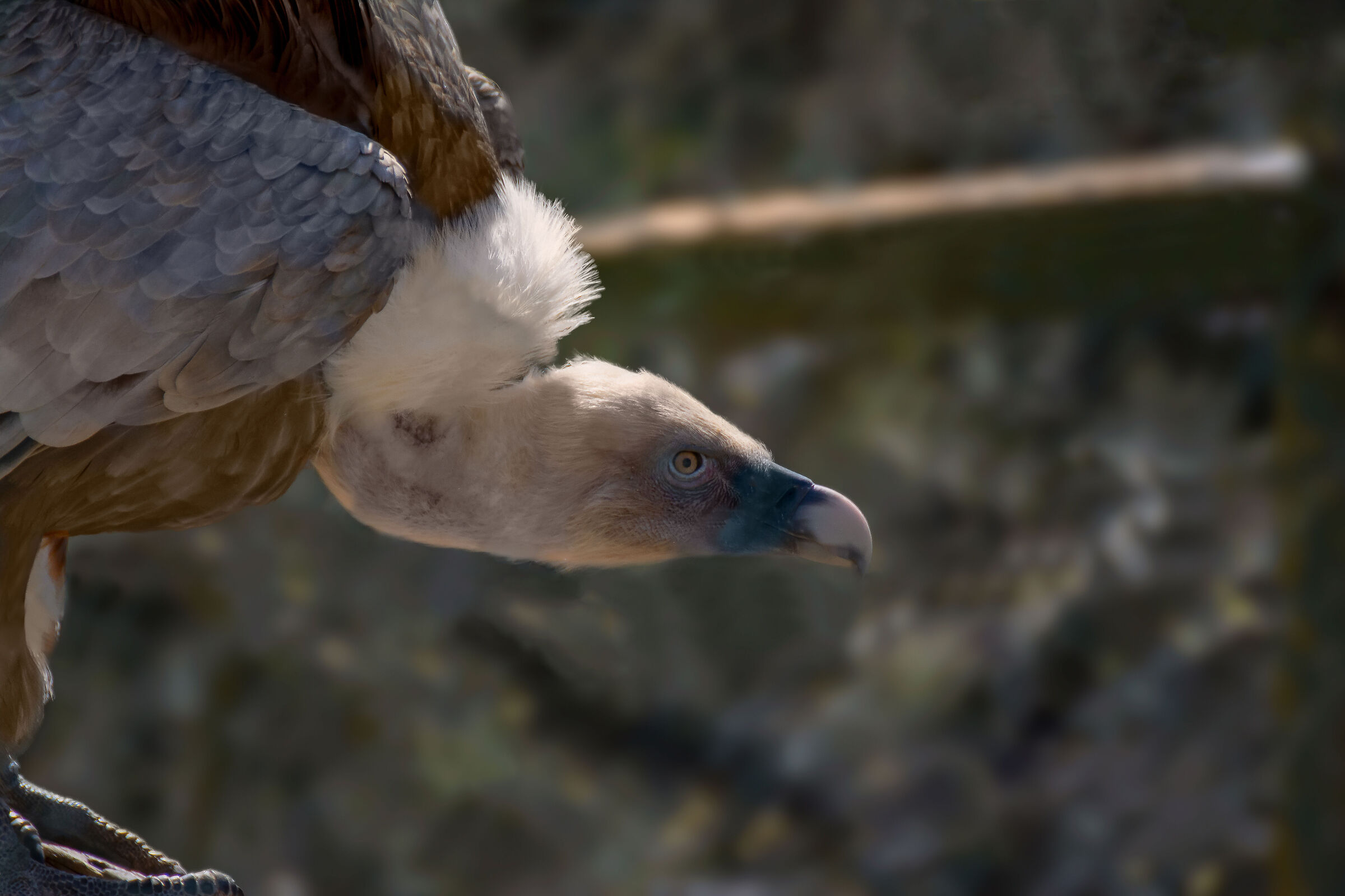 The proudness of the griffin...