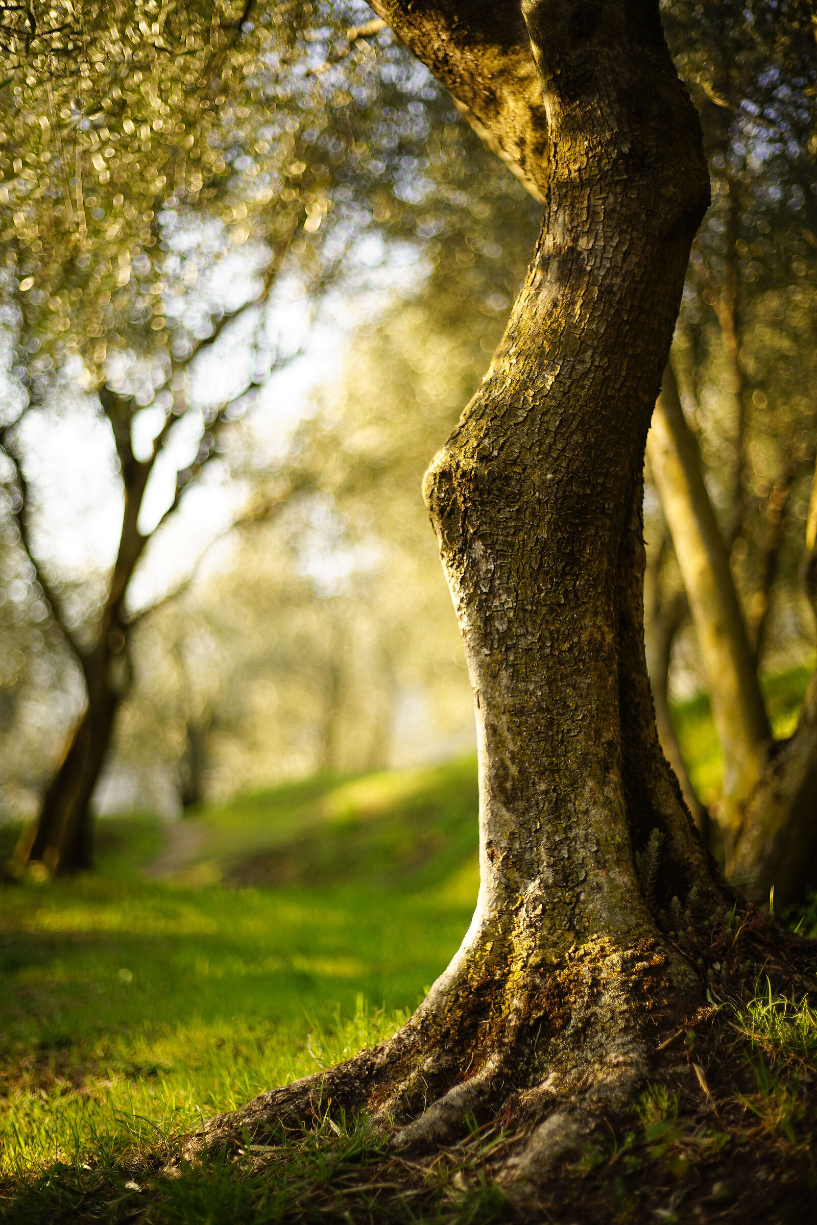 Spring among olive trees...