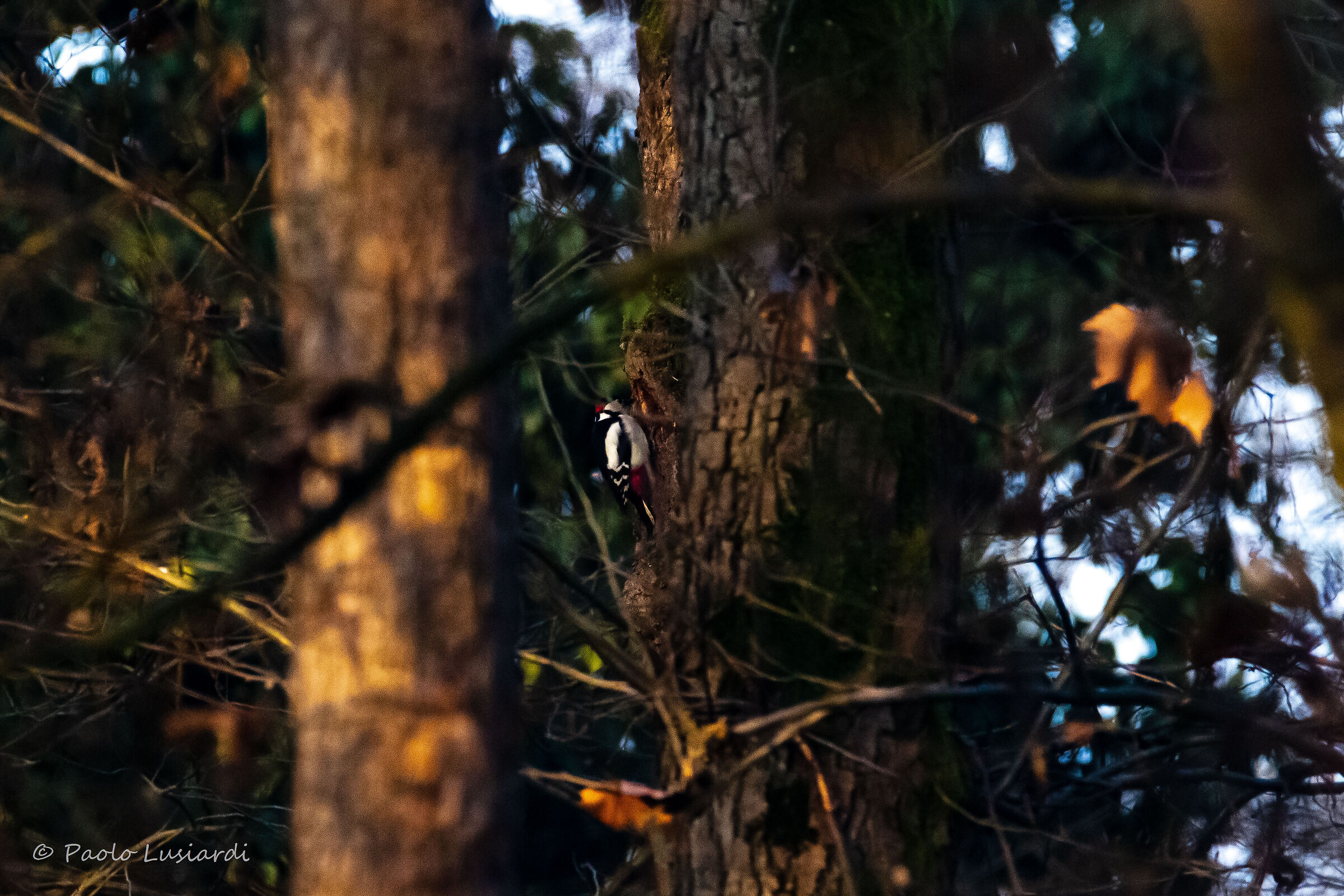 Red woodpecker ...