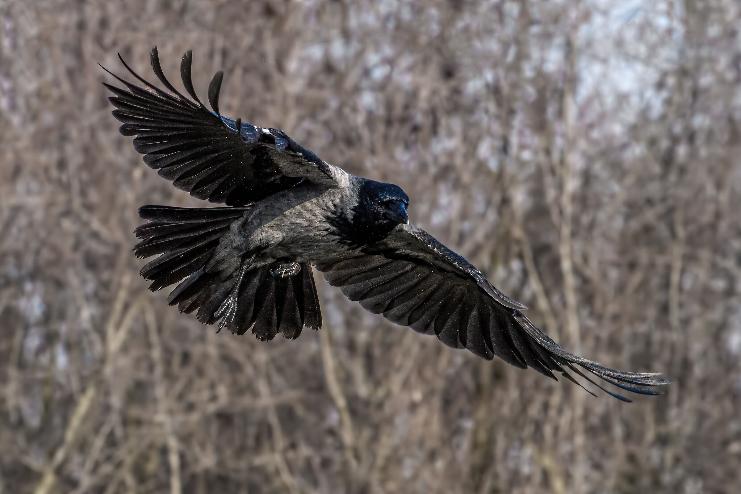Crow...