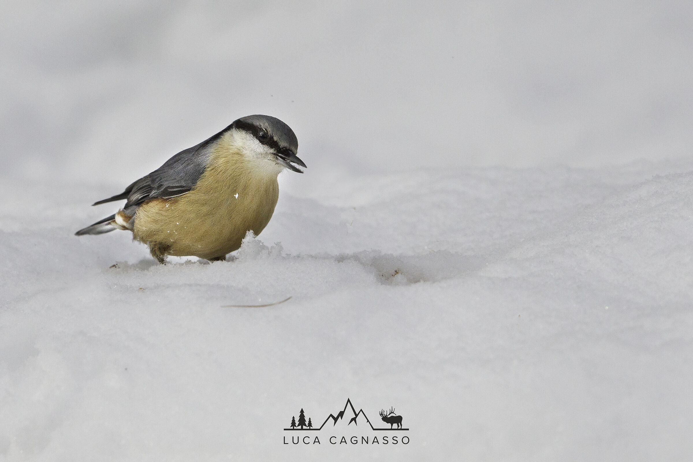 Mason woodpecker in the snow...