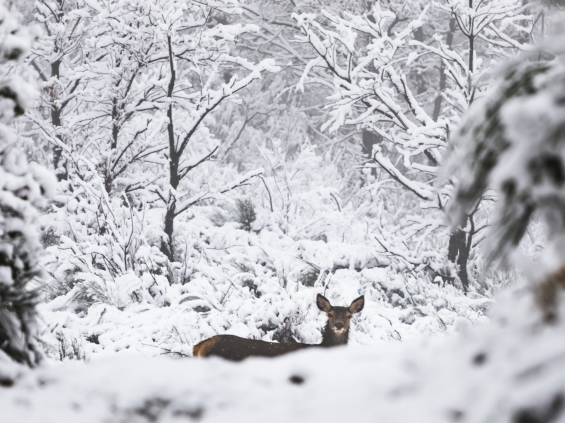 Deer in the Snow...