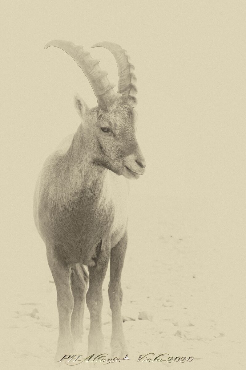 Ibex in BW...