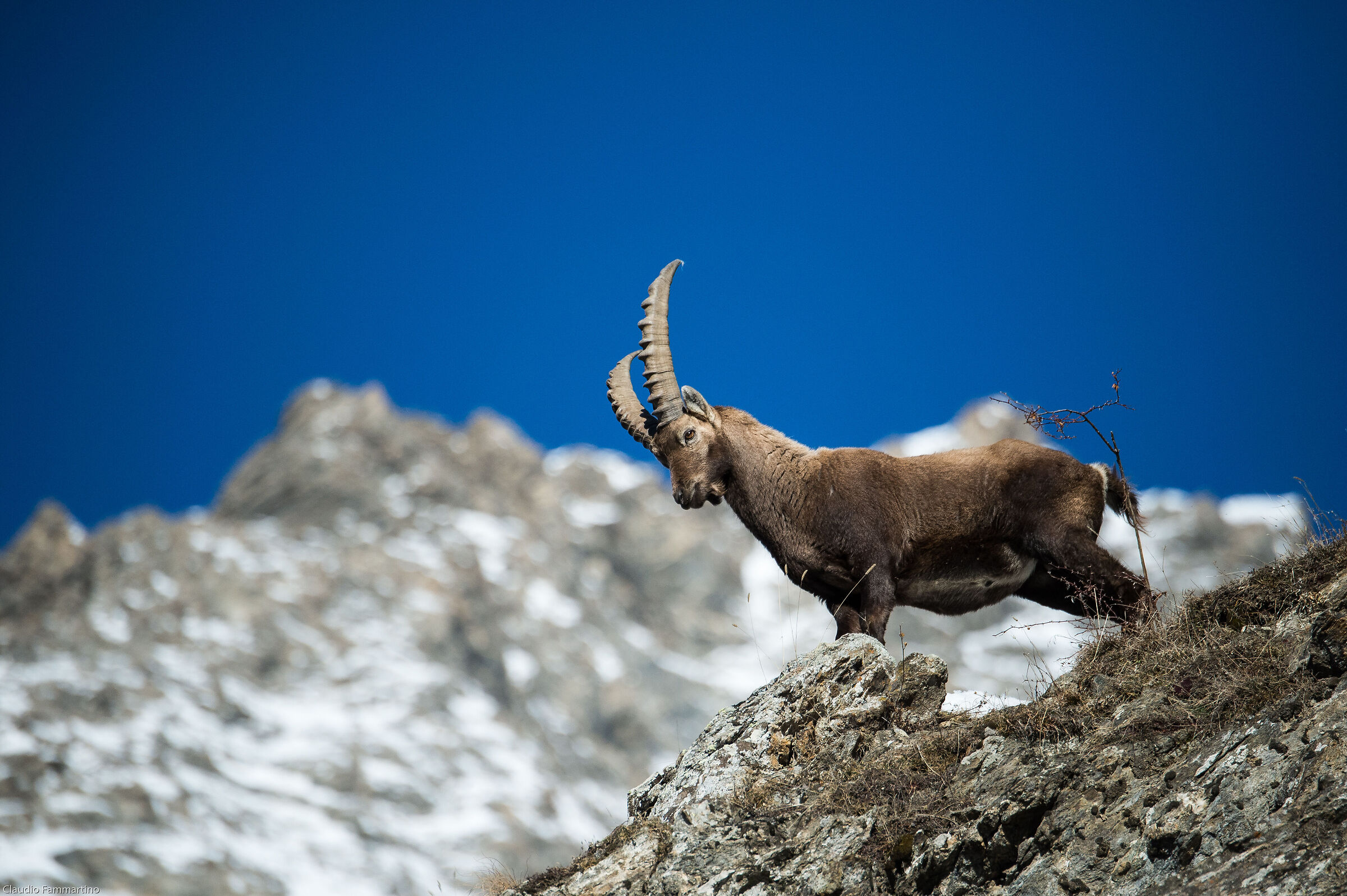 the pride of the ibex...