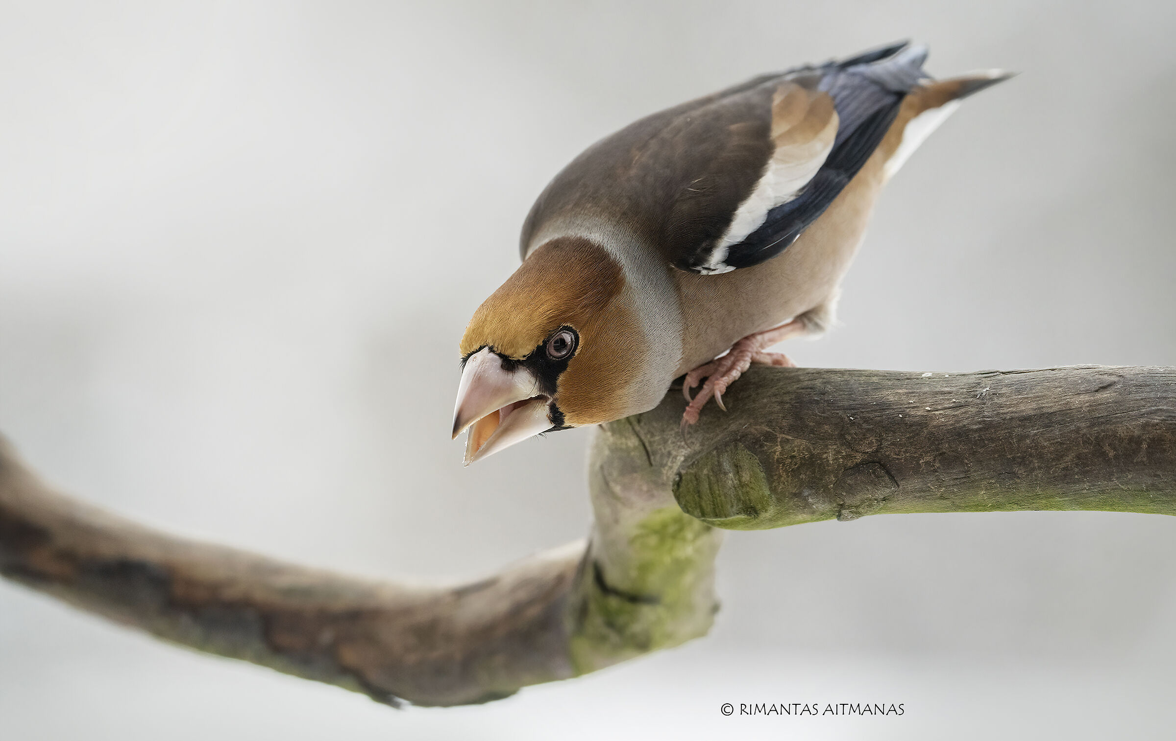 Coccothraustes coccothraustes, Hawfinch...