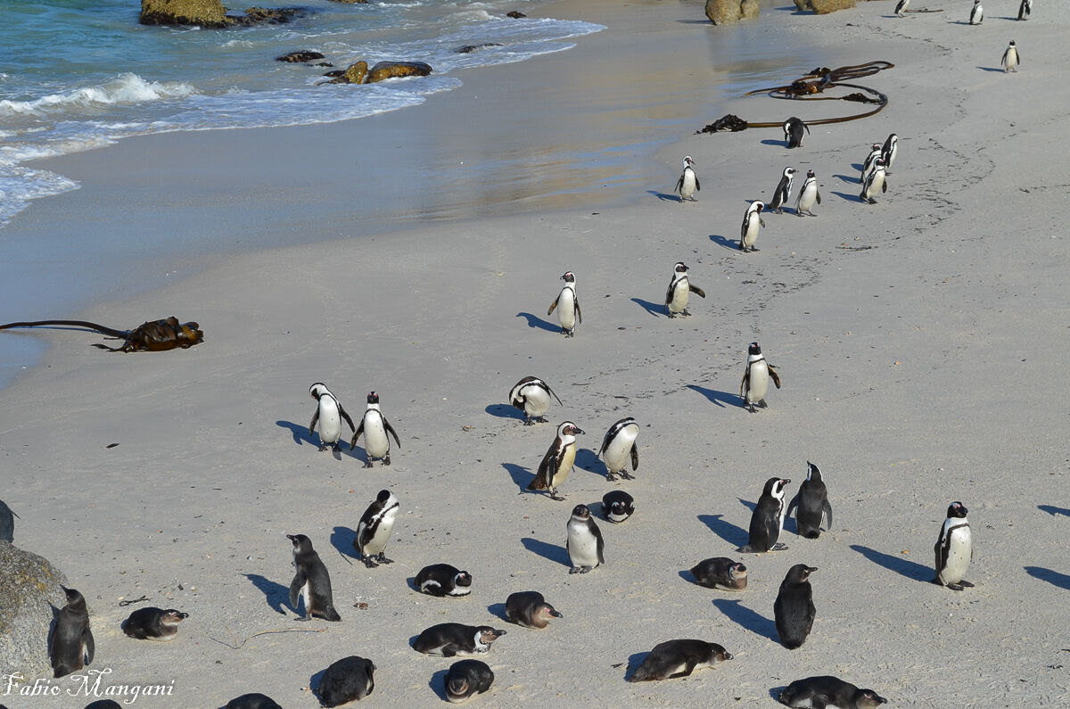 Pinguni di Magellano...