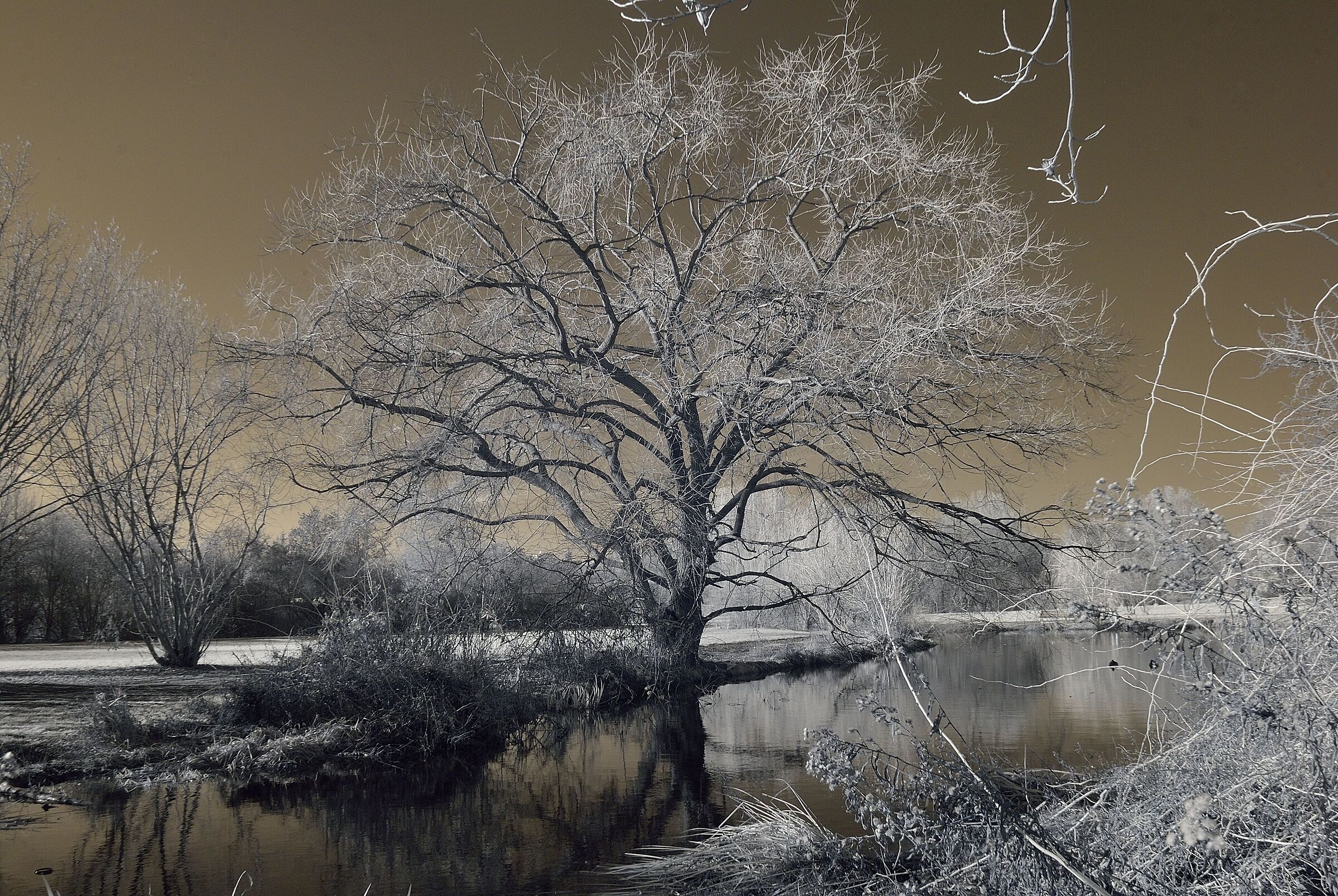 Willow on the infrared pond ...