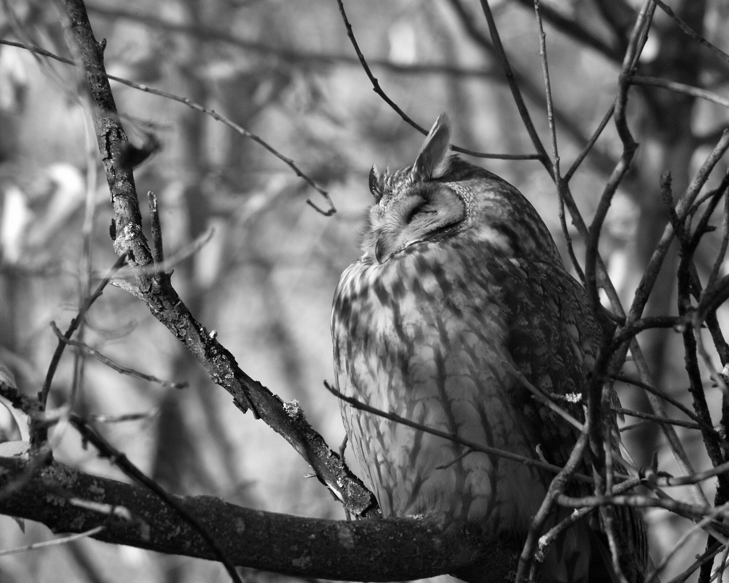 Owl ...