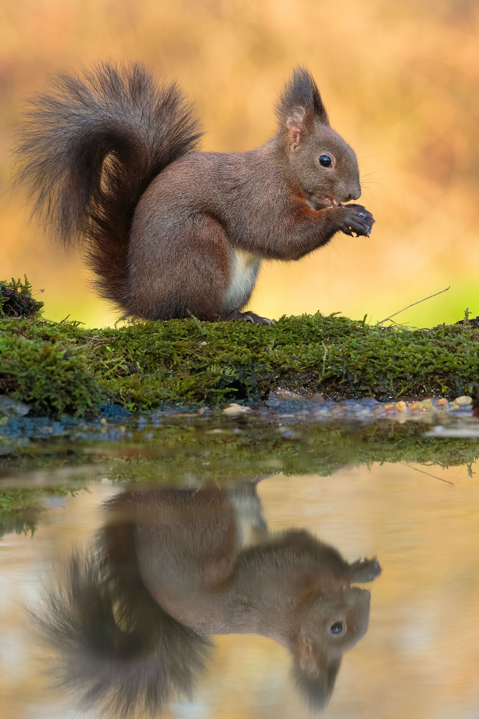 Reflected squirrel...