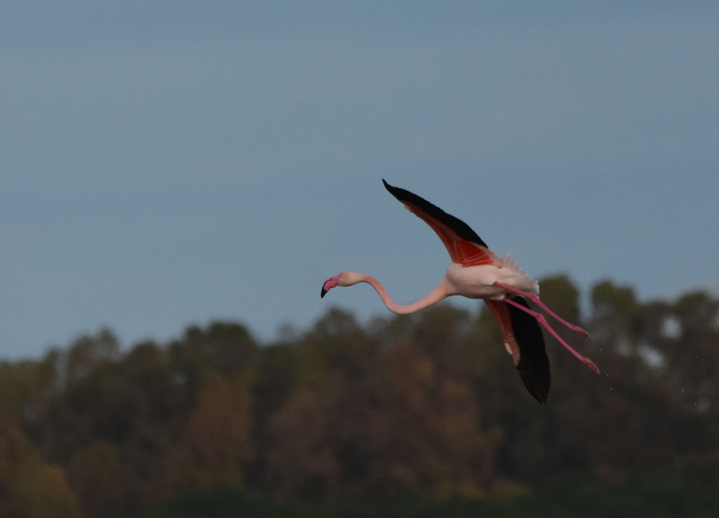 Flamingo in flight...