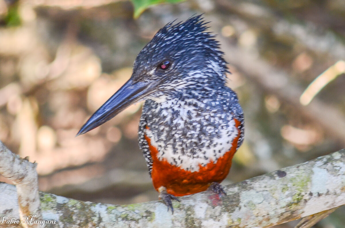 South African kingfisher...