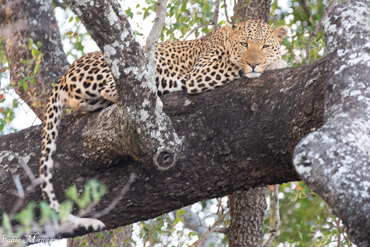 Sleepy leopard...