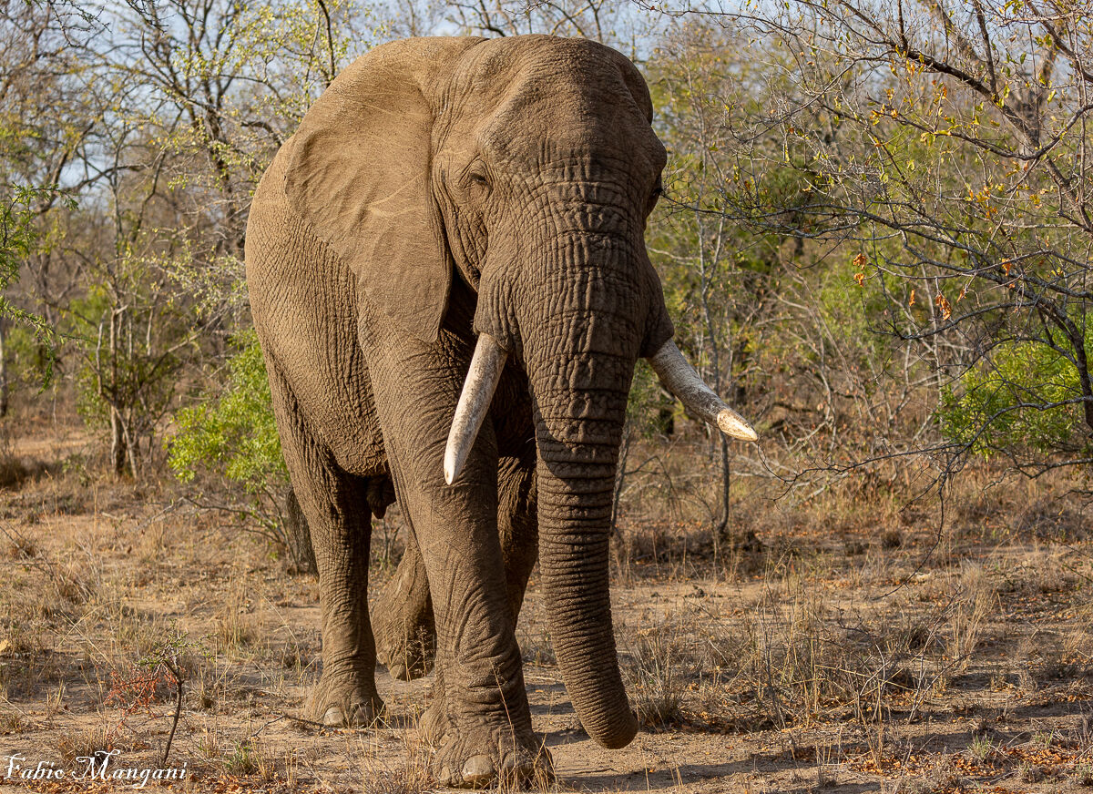 Elefante africano -Kruger Park -...