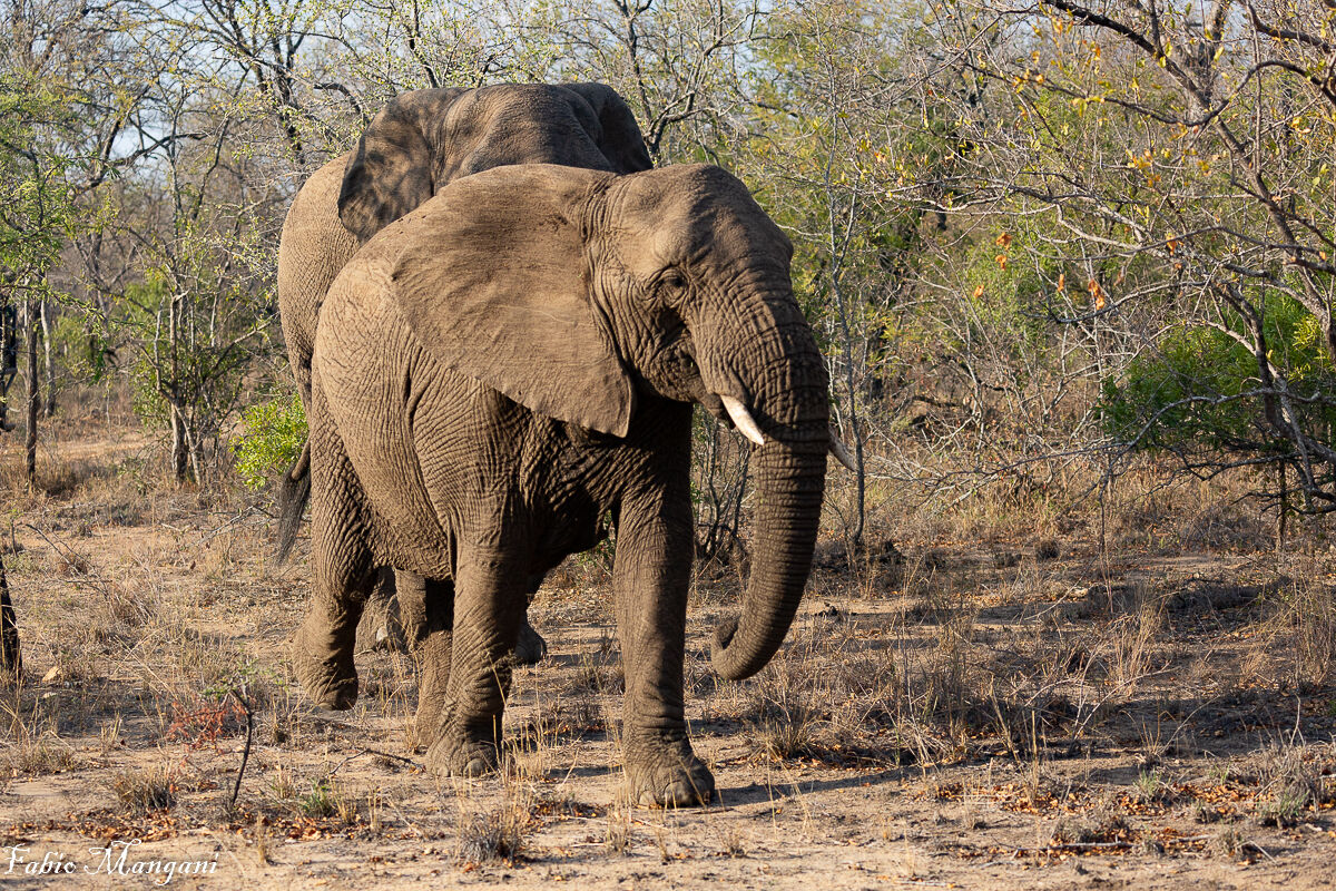 African Elephant -Kruger Park -...