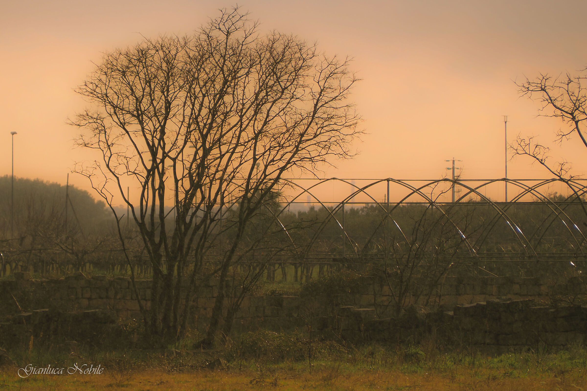 Foggy Awakenings...
