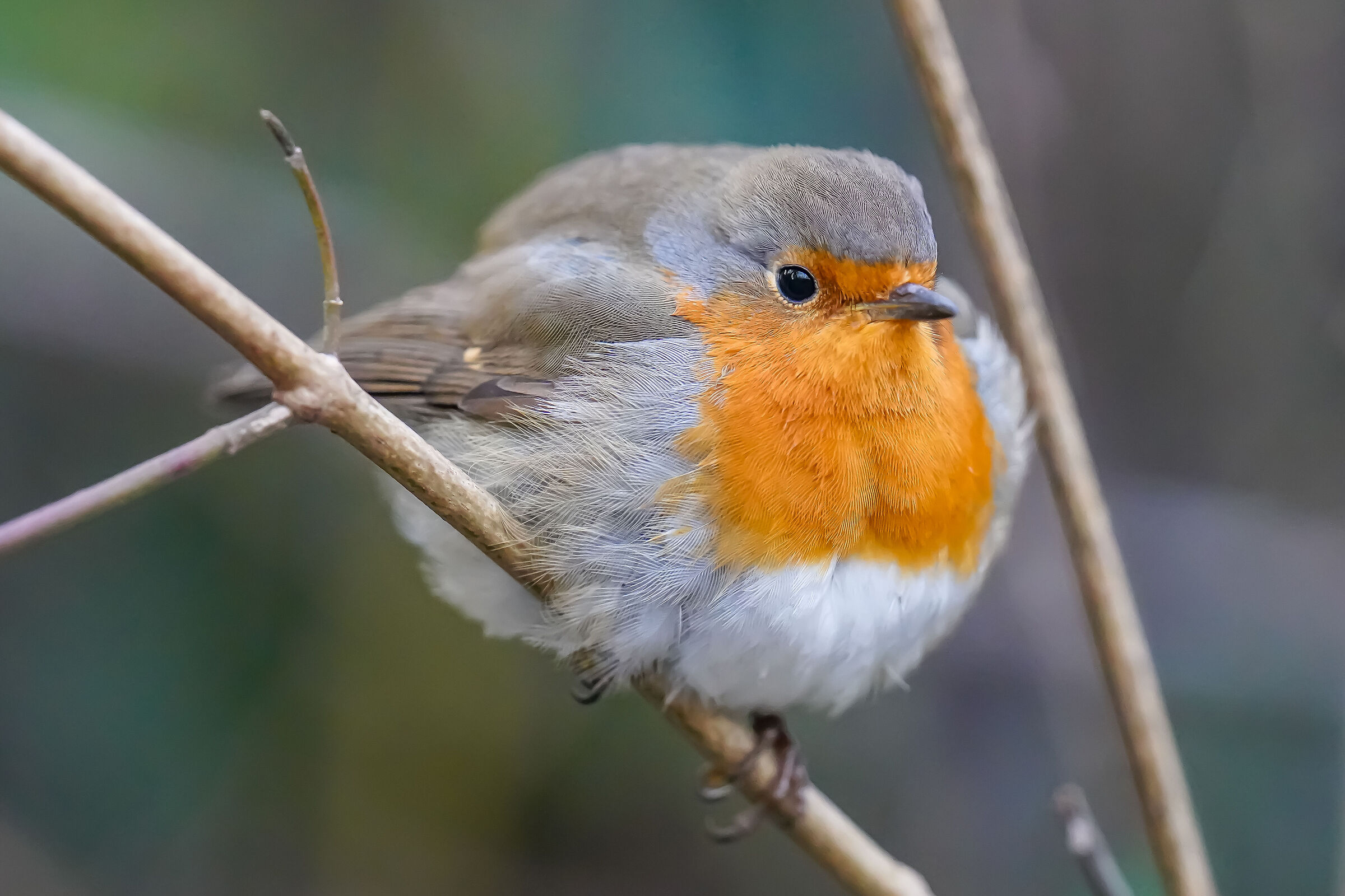 Steamy robin...