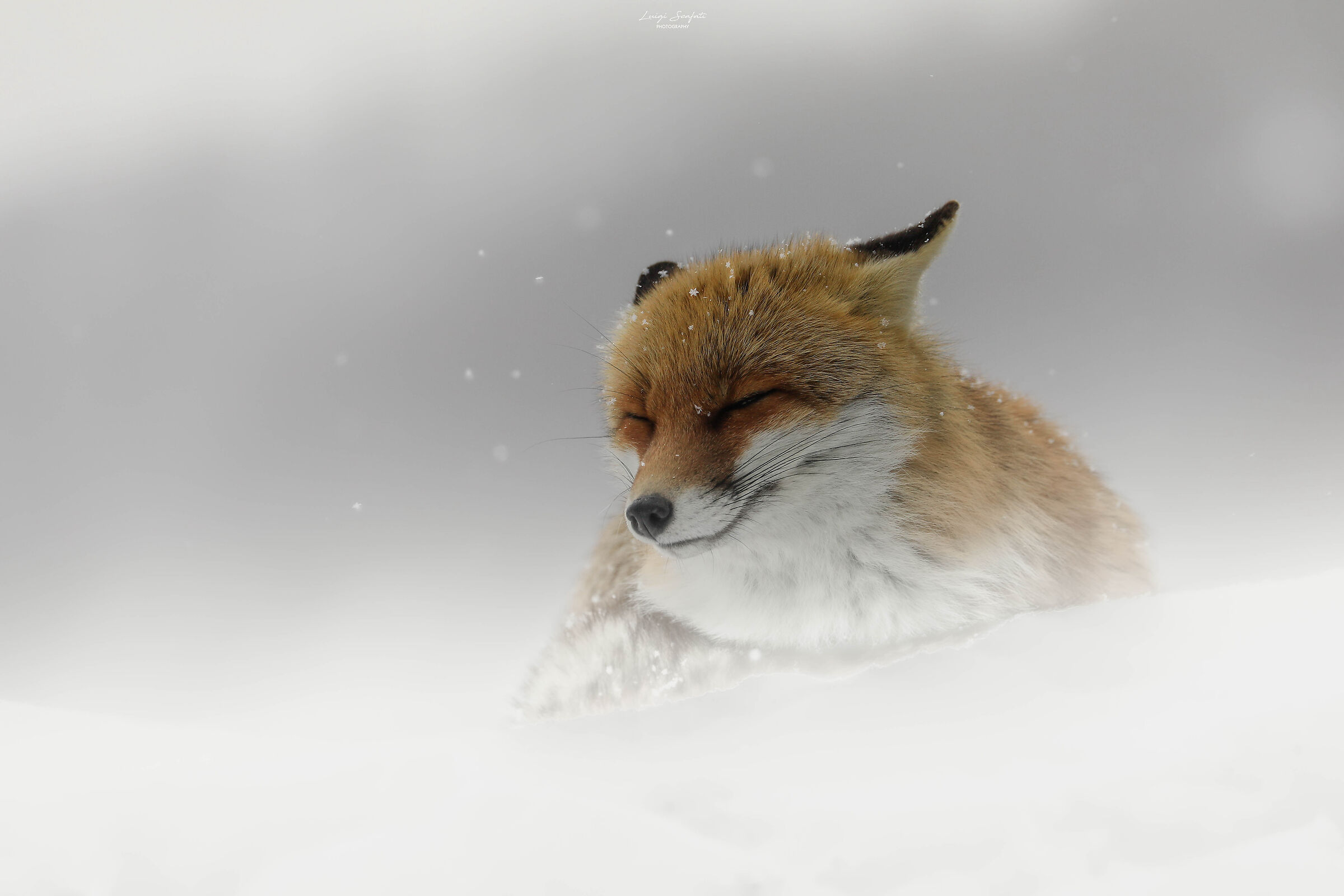 winter FOX...