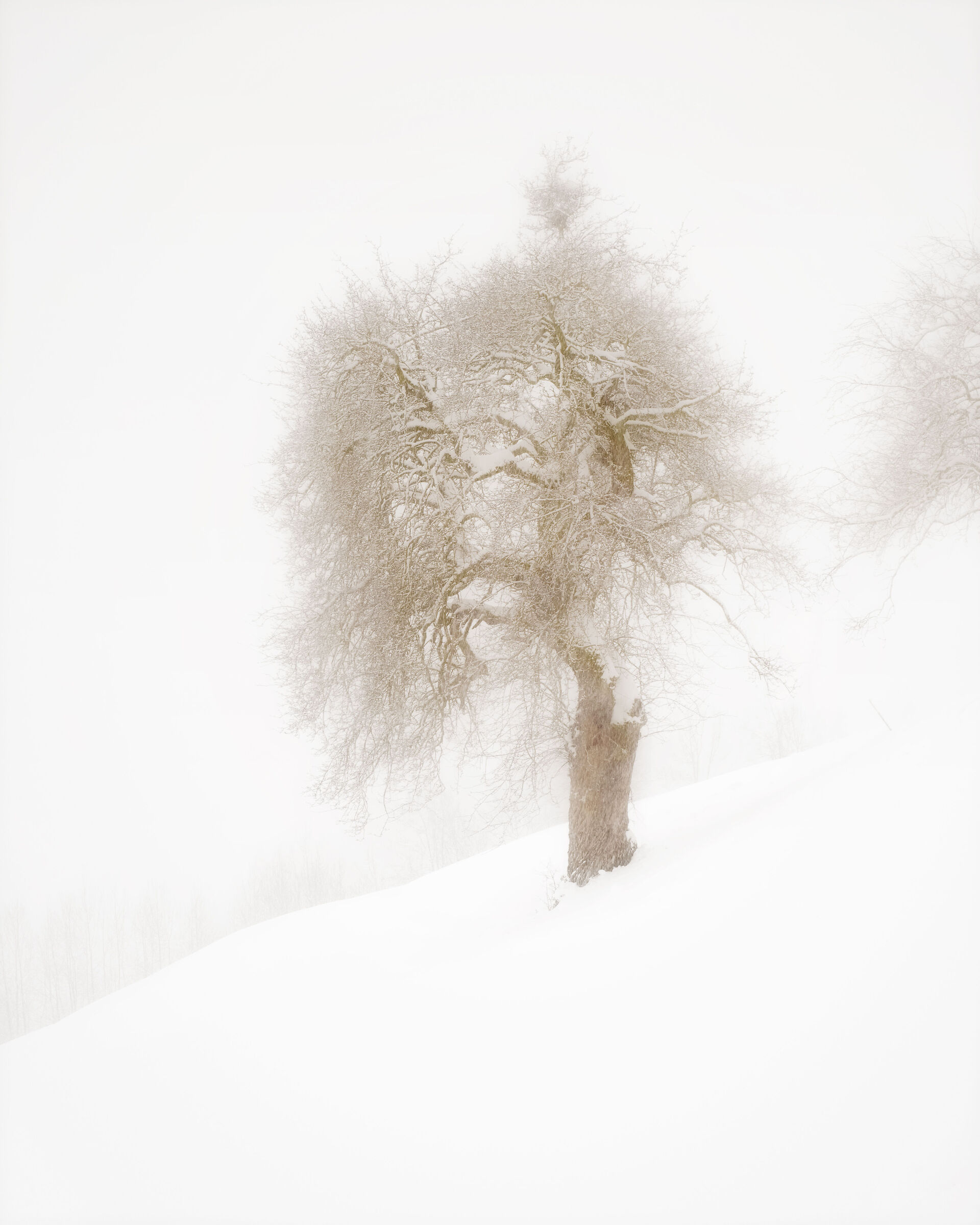 tree under the snowfall in Val di Funes...