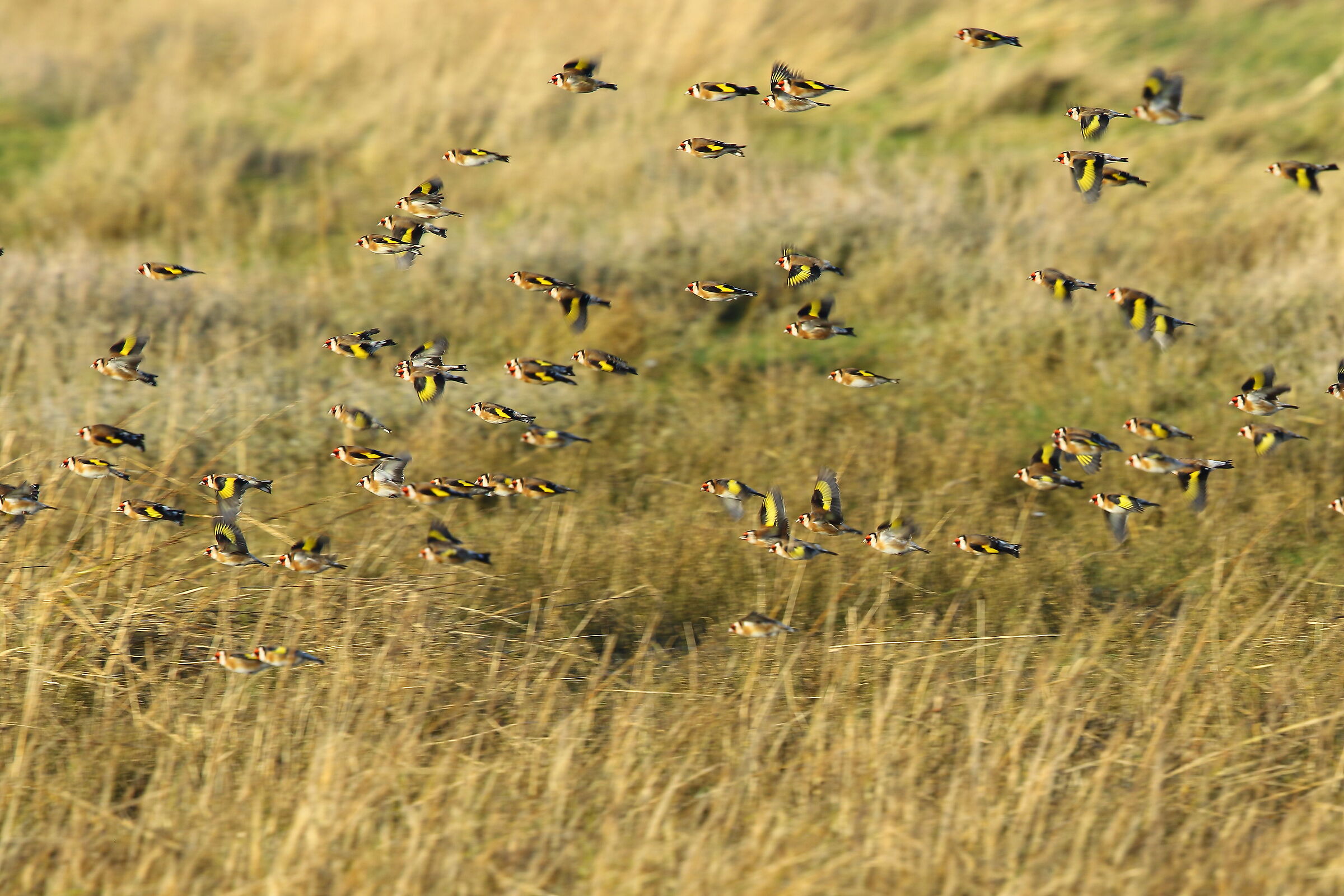 Small flock of goldfinches...